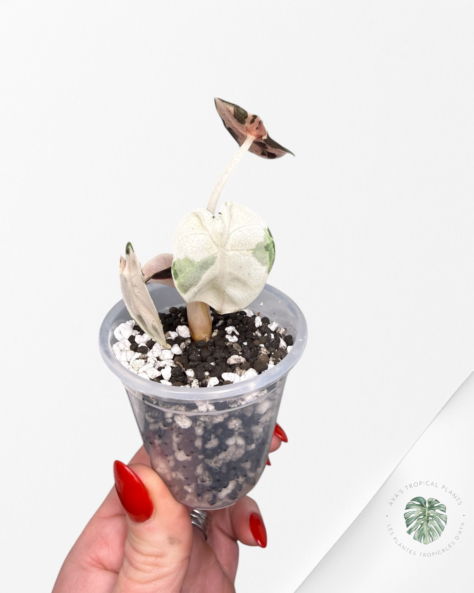 Alocasia Heart Balloon Pink variegated