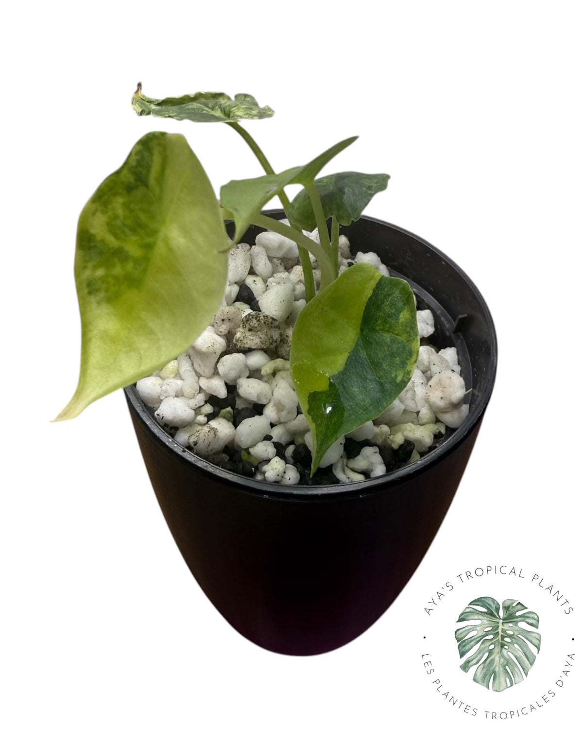 Alocasia Heterophylla "Souffle de Dragon" Aurea Panaché
