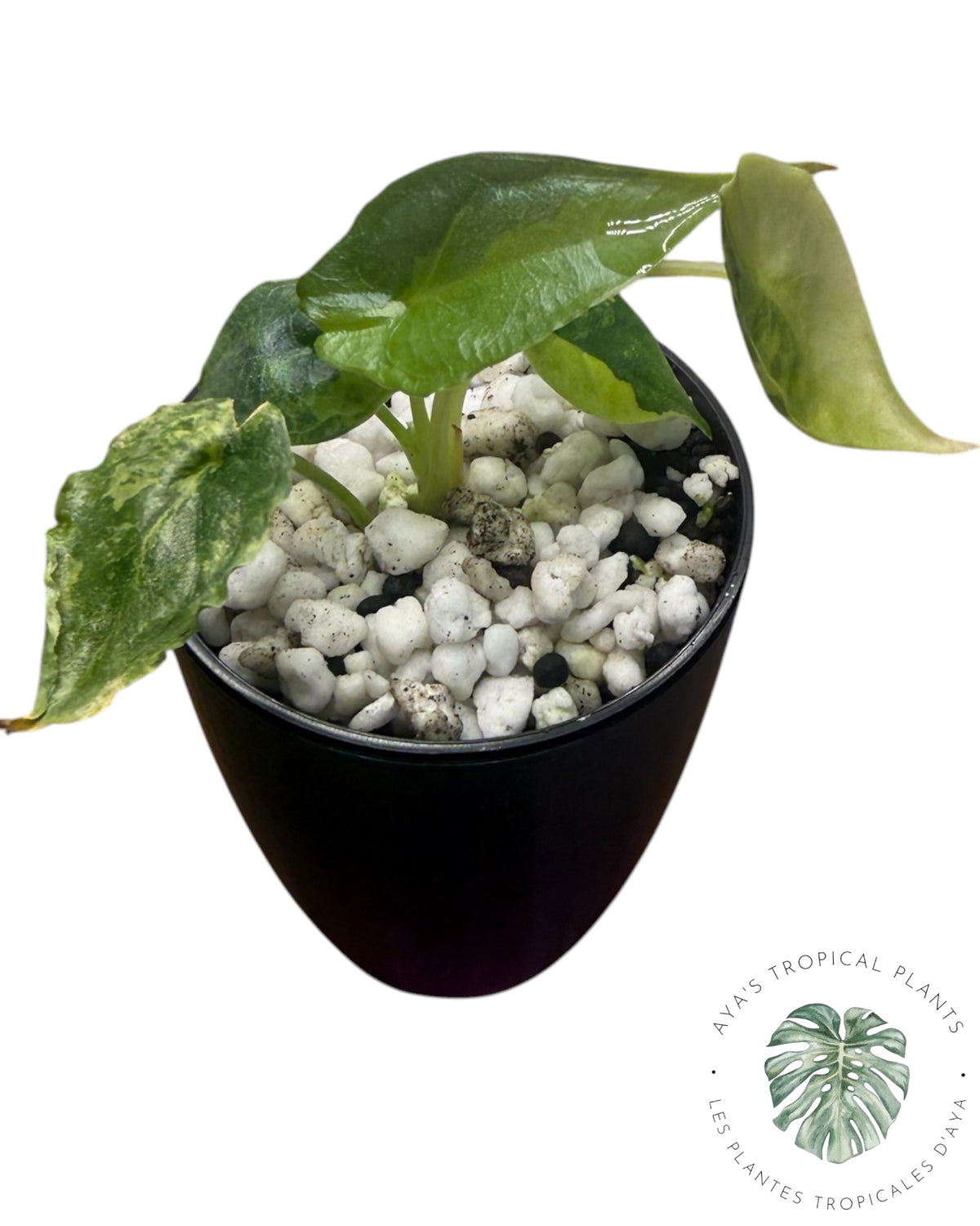 Alocasia Heterophylla "Souffle de Dragon" Aurea Panaché