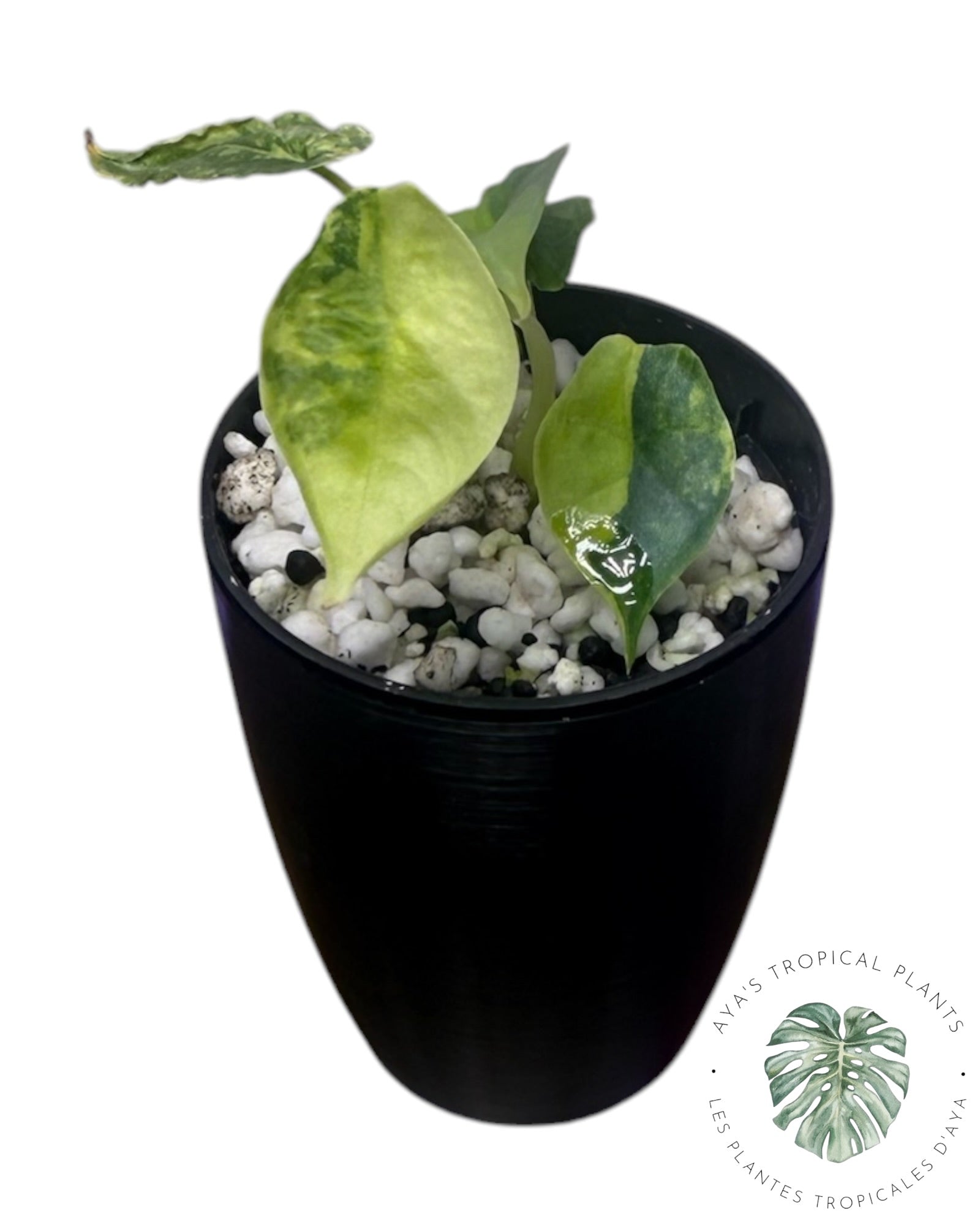 Alocasia Heterophylla "Souffle de Dragon" Aurea Panaché