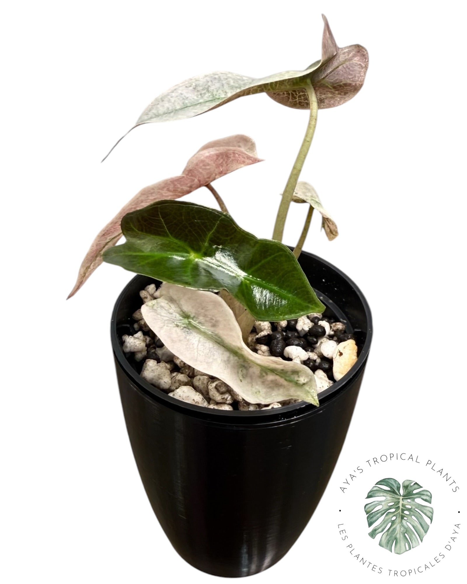 Alocasia polly pink mutation