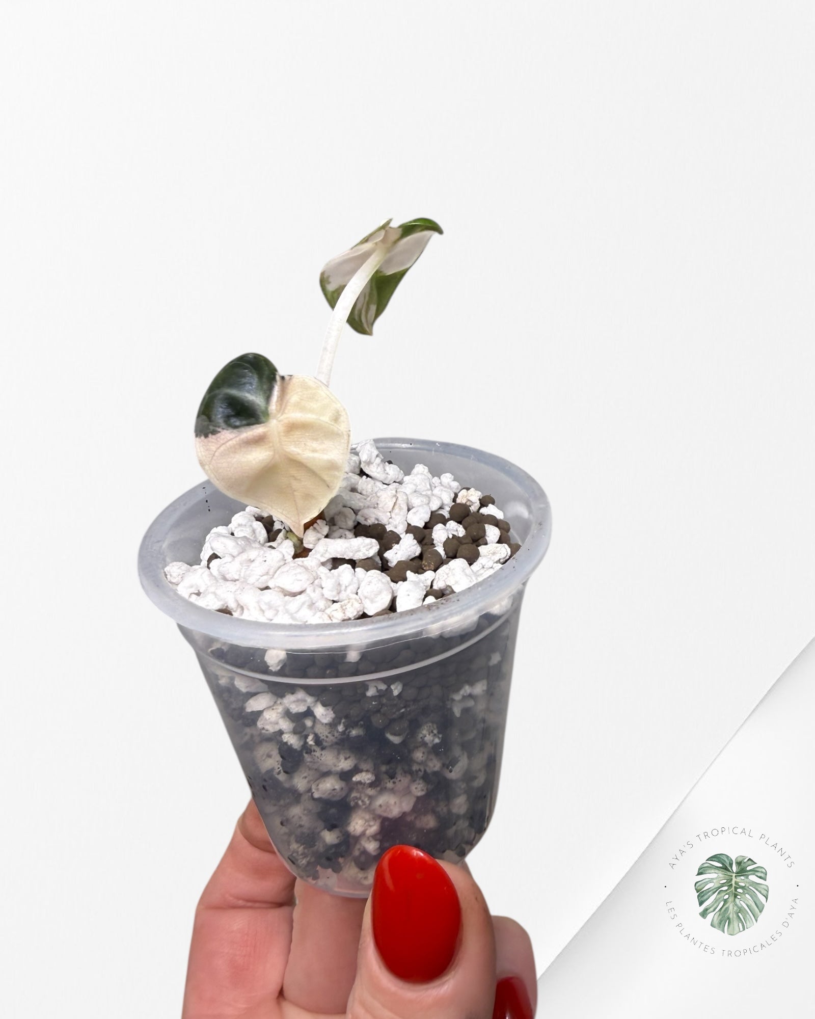 Alocasia Heart Balloon Pink variegated