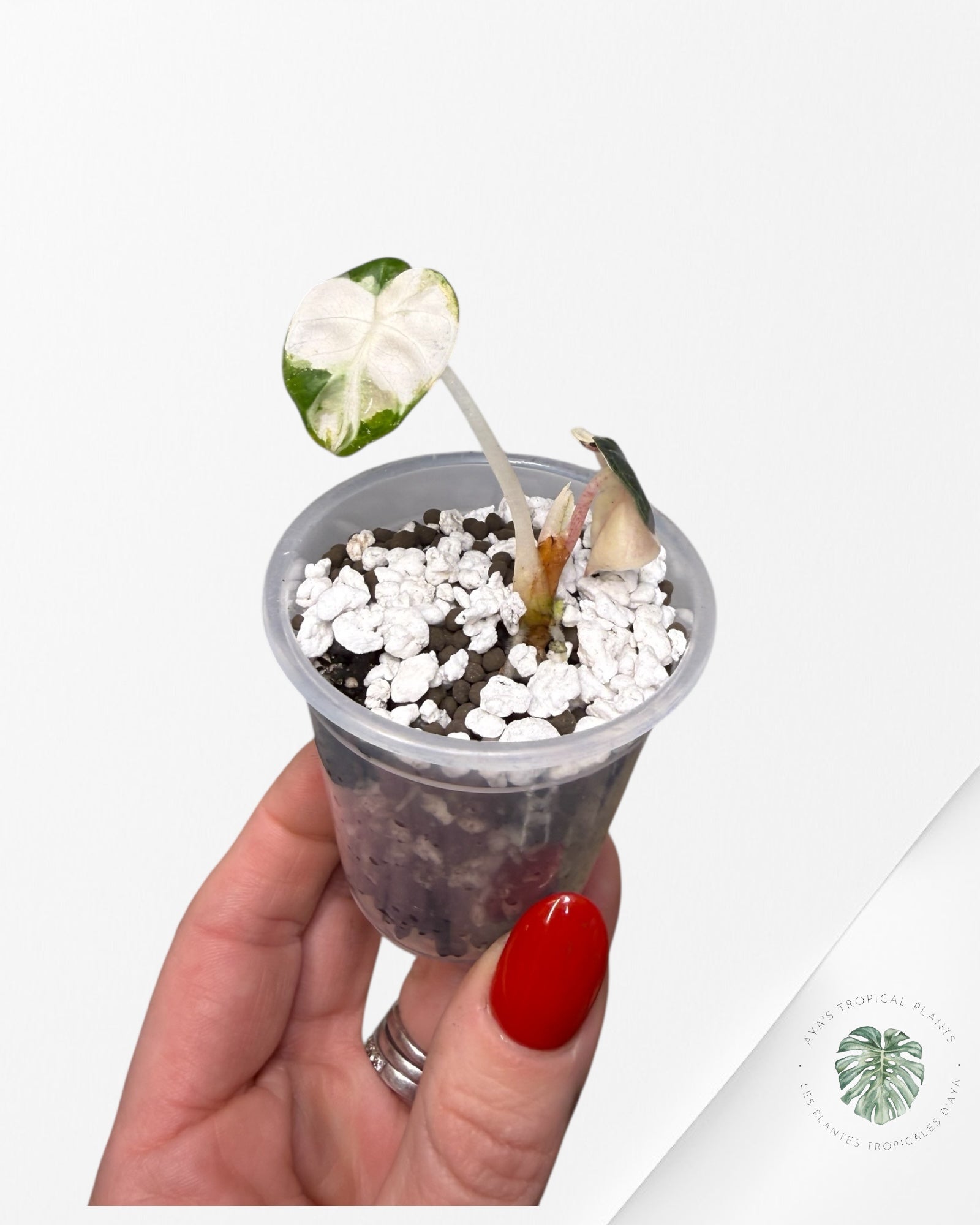 Alocasia Heart Balloon Pink variegated