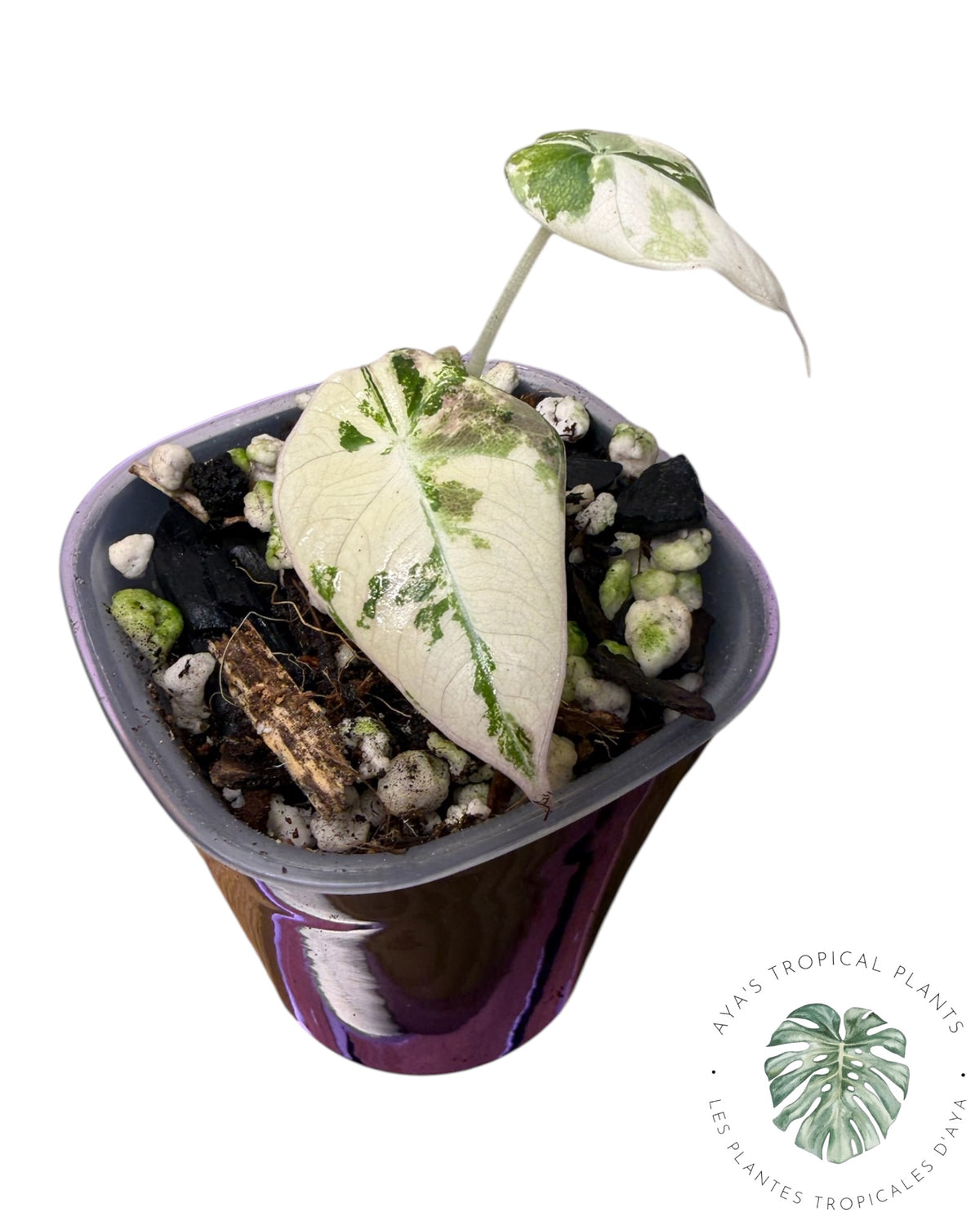 Alocasia Black Velvet Pink