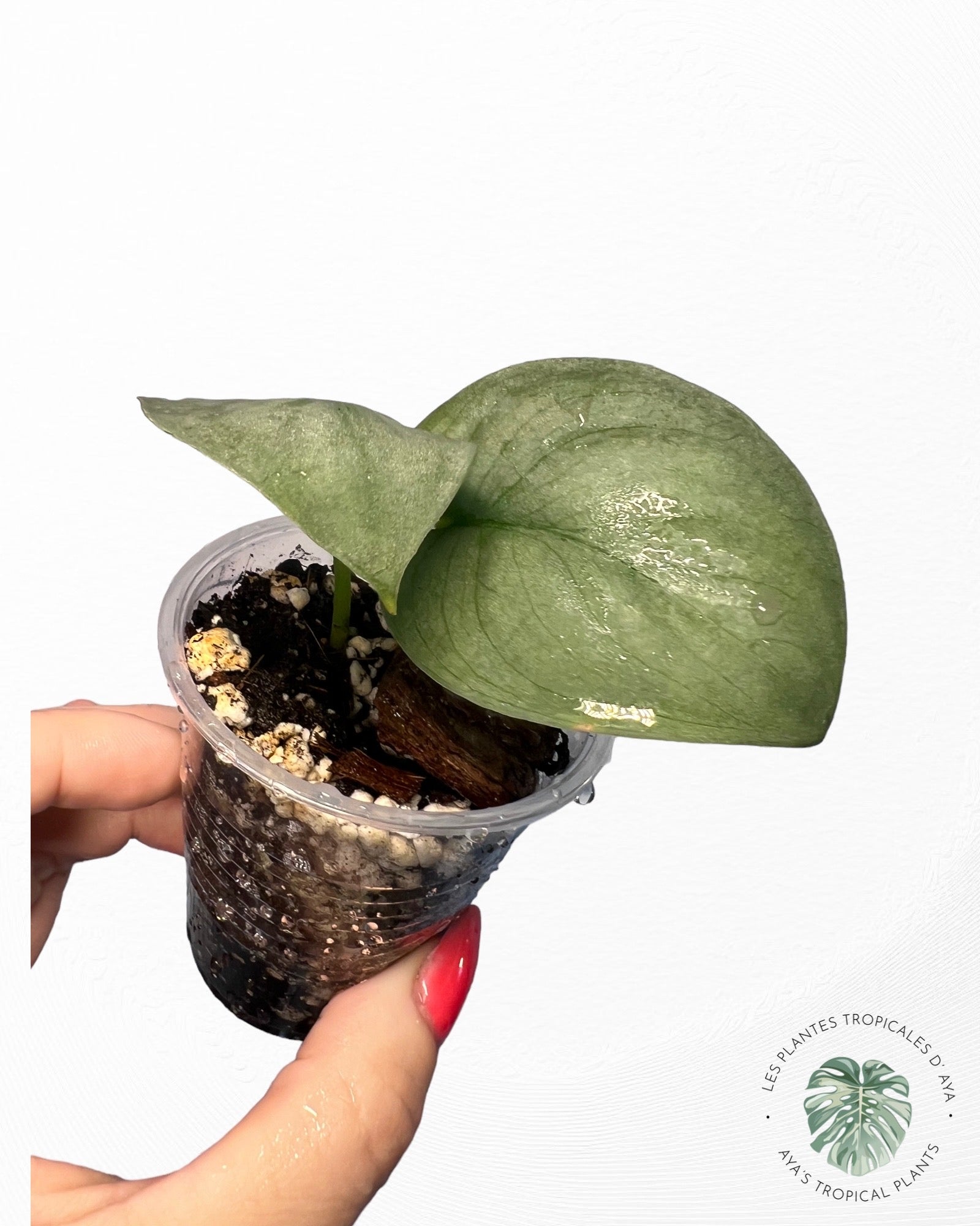 Scindapsus Pictus Cv. Platinum * LAVA*(PO130)