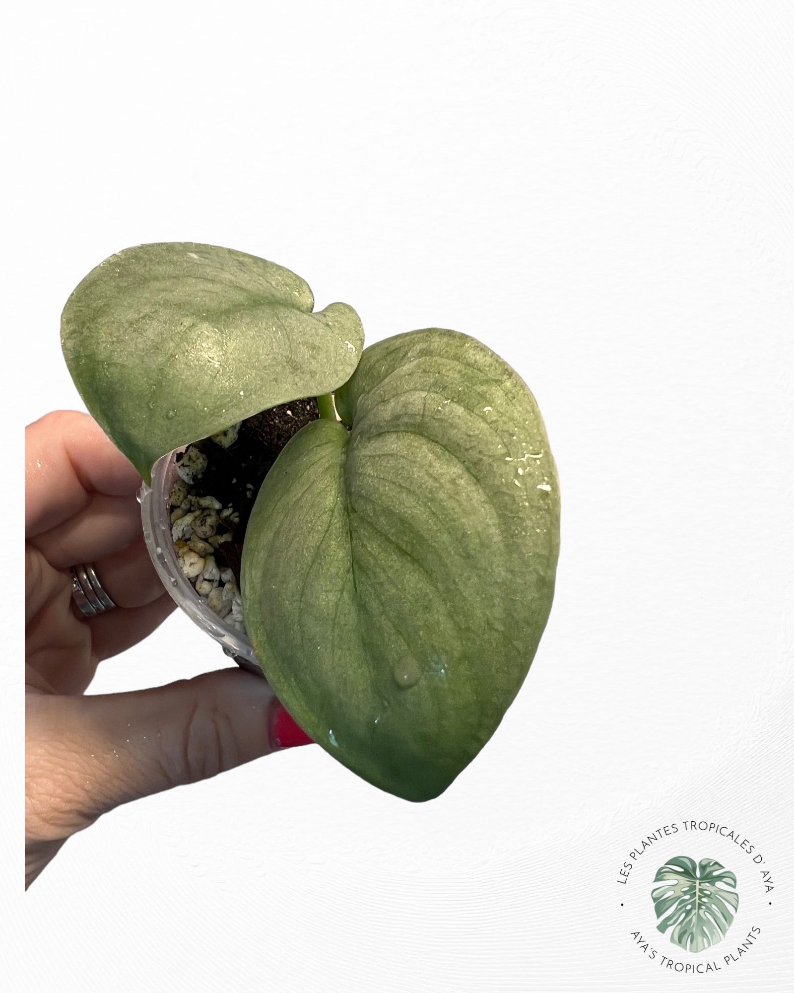 Scindapsus Pictus Cv. Platinum * LAVA*(PO130)