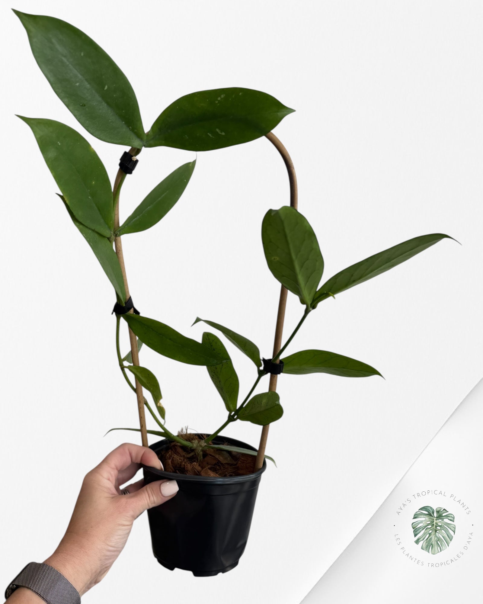 Hoya Lobbi (Noir) - F2