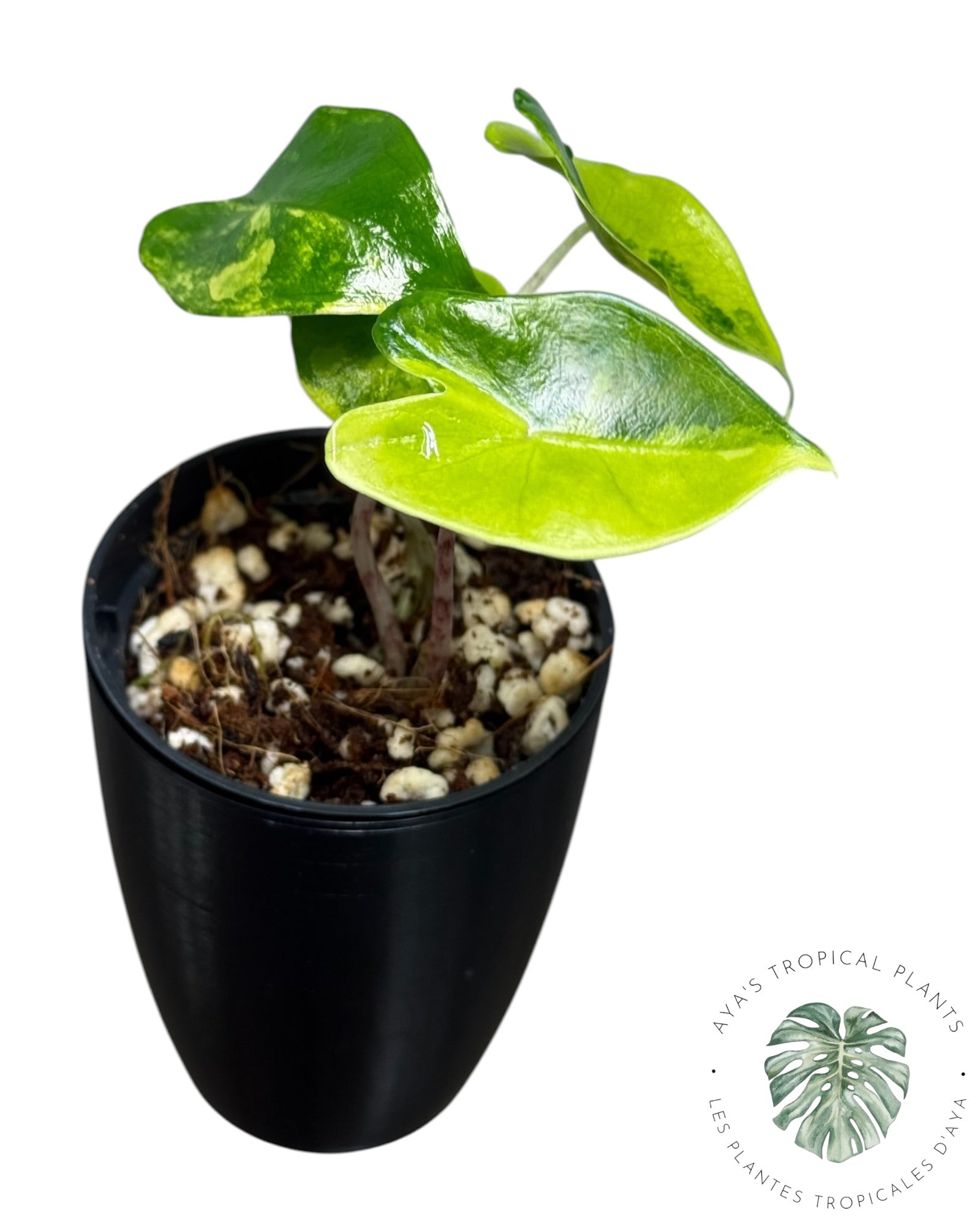 Alocasia Zebrina Aurea