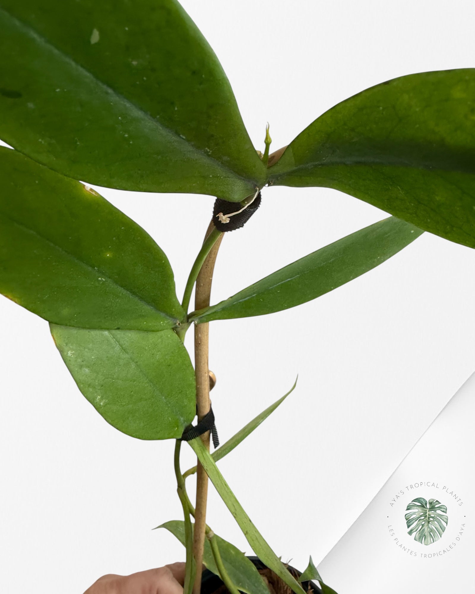 Hoya Lobbi (Noir) - F2