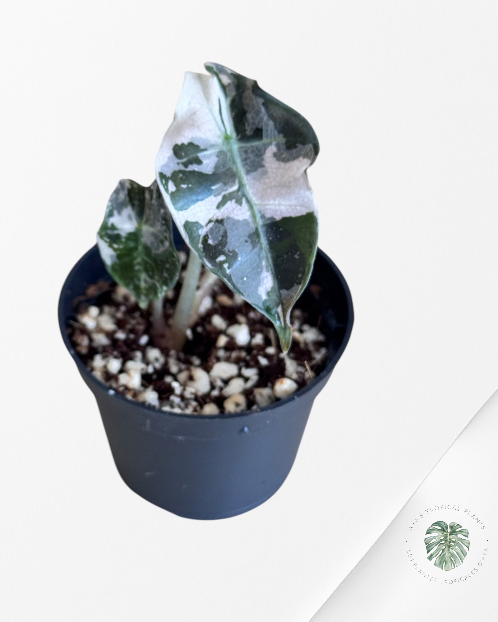 Scindapsus Pictus Cv. Platinum * LAVA*(PO133)