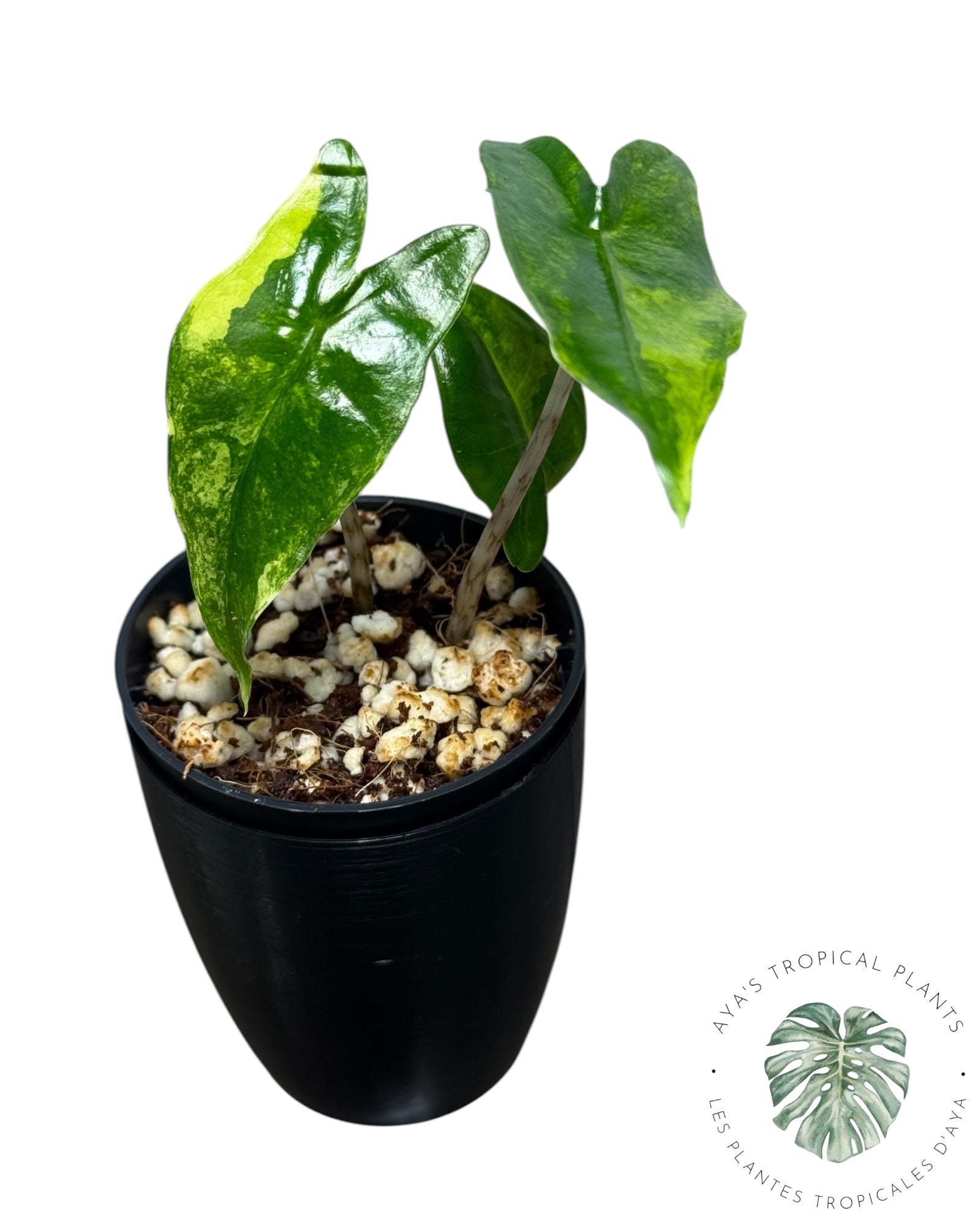 Alocasia Zebrina Aurea