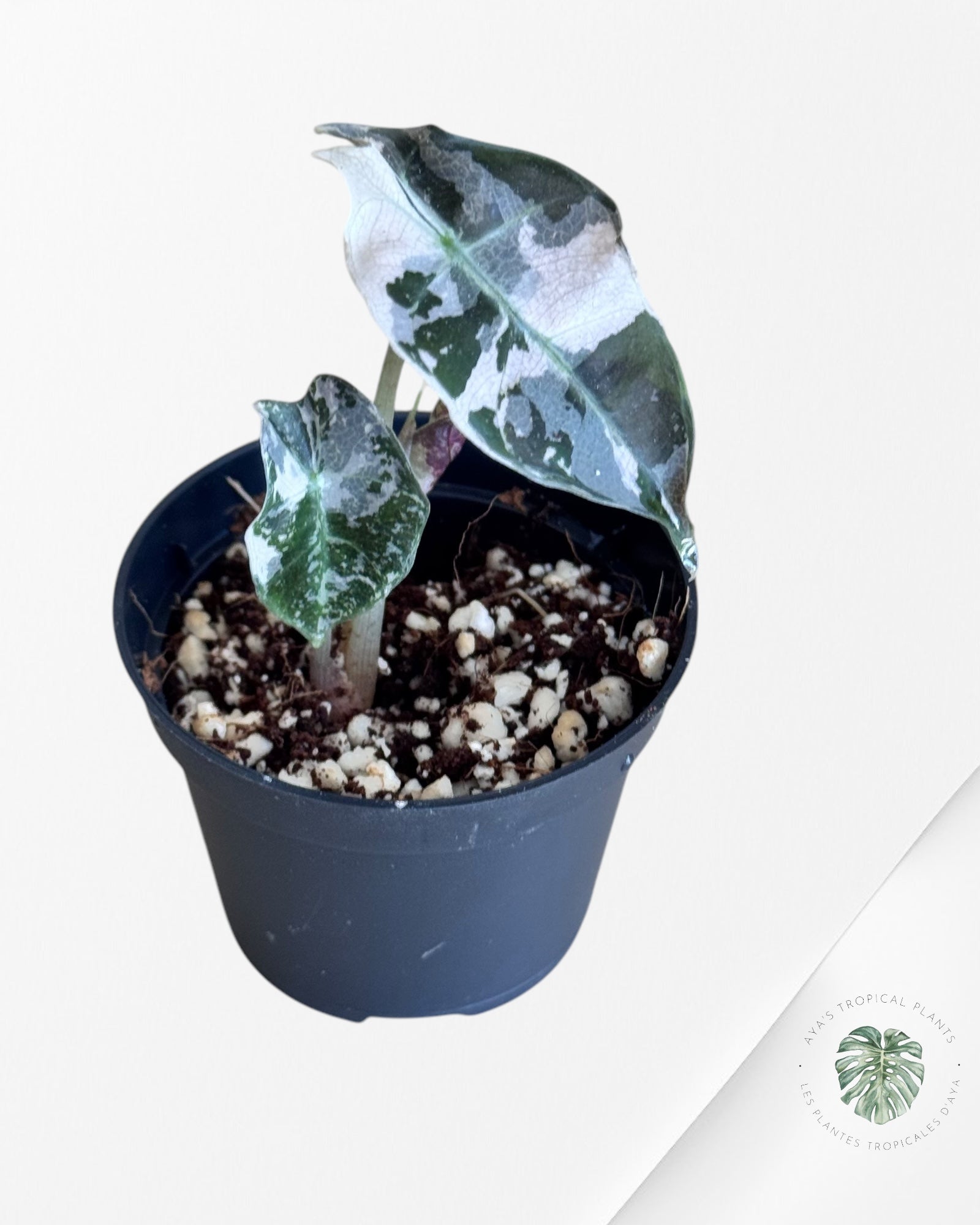 Scindapsus Pictus Cv. Platinum * LAVA*(PO133)