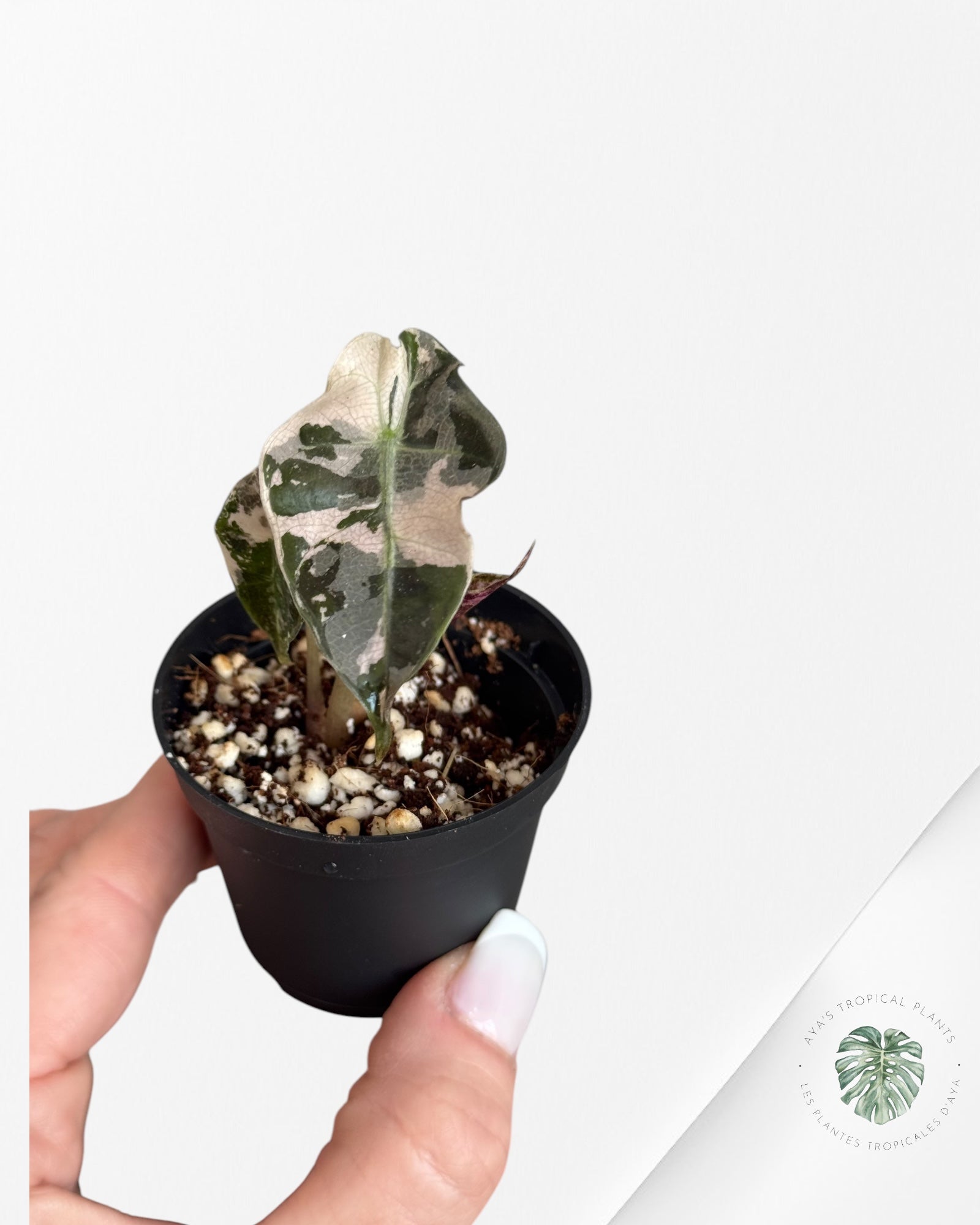 Scindapsus Pictus Cv. Platinum * LAVA*(PO133)