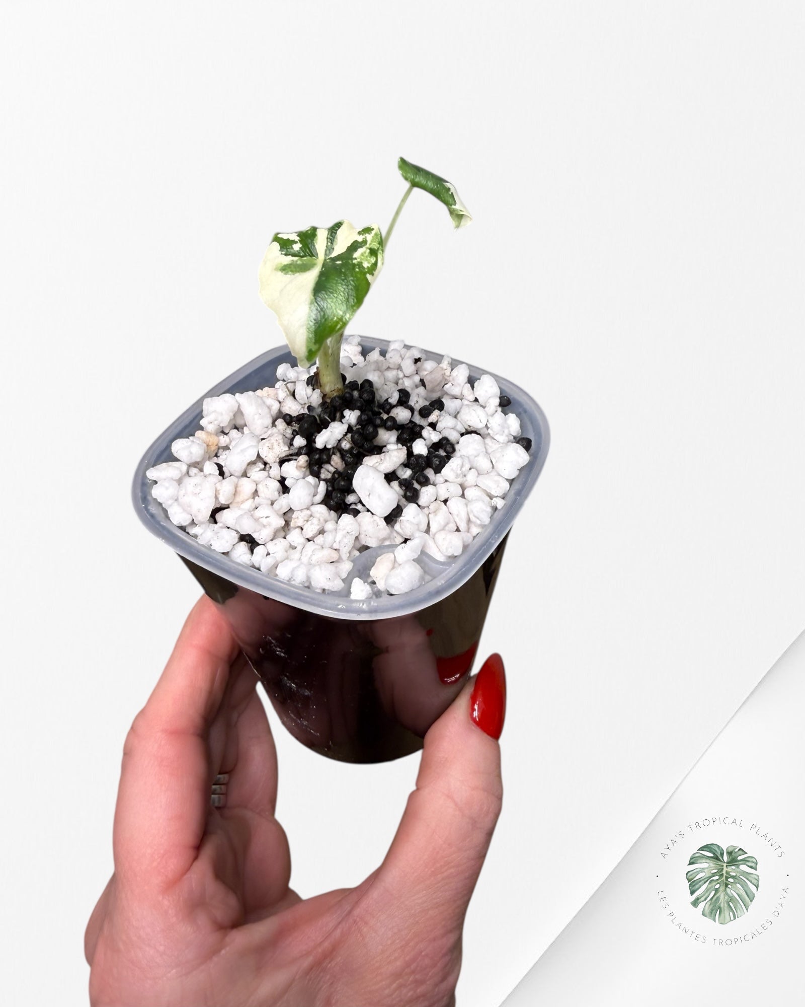 Alocasia Melo Albo Variegated