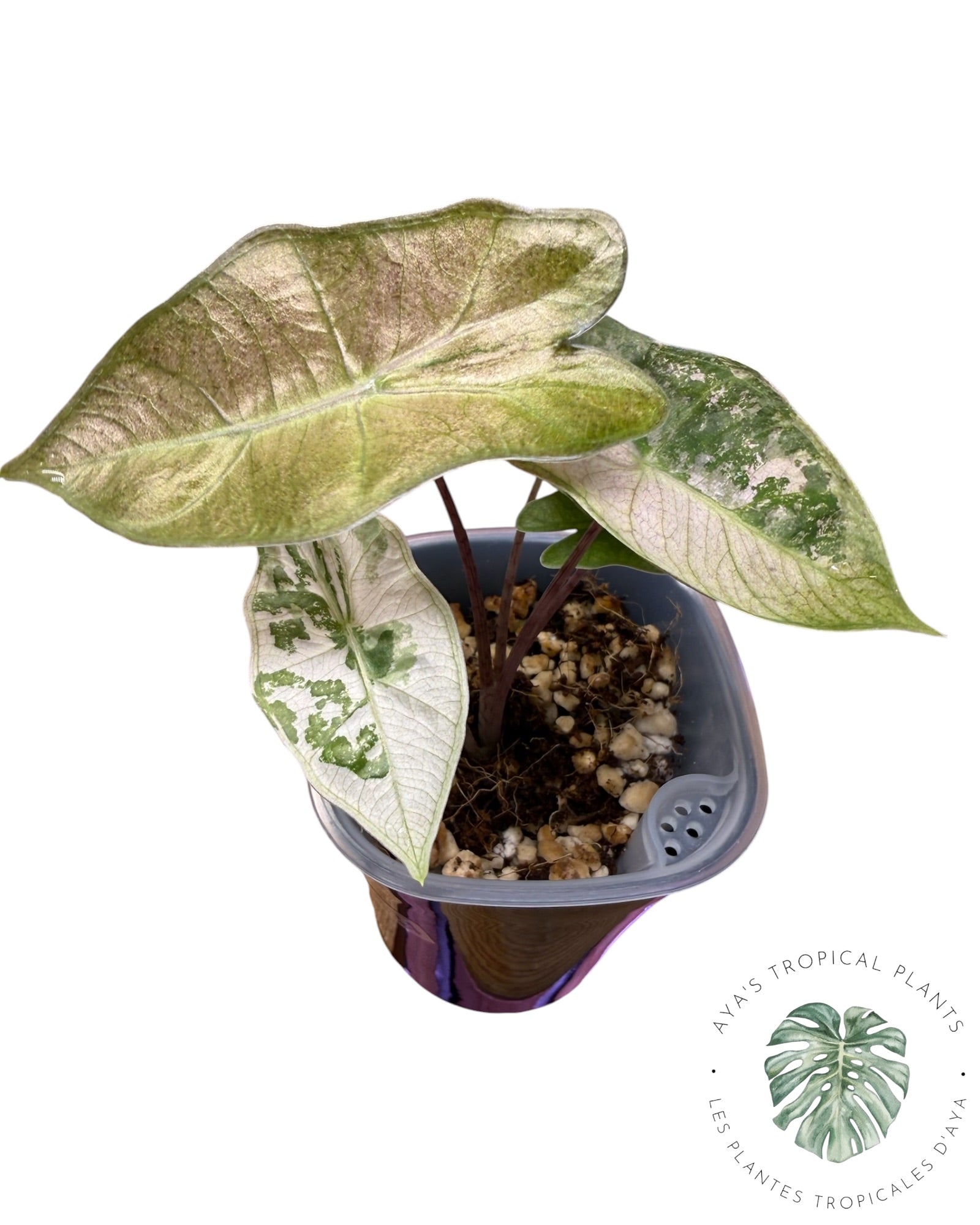 Alocasia Pseudo Sanderiana Rose