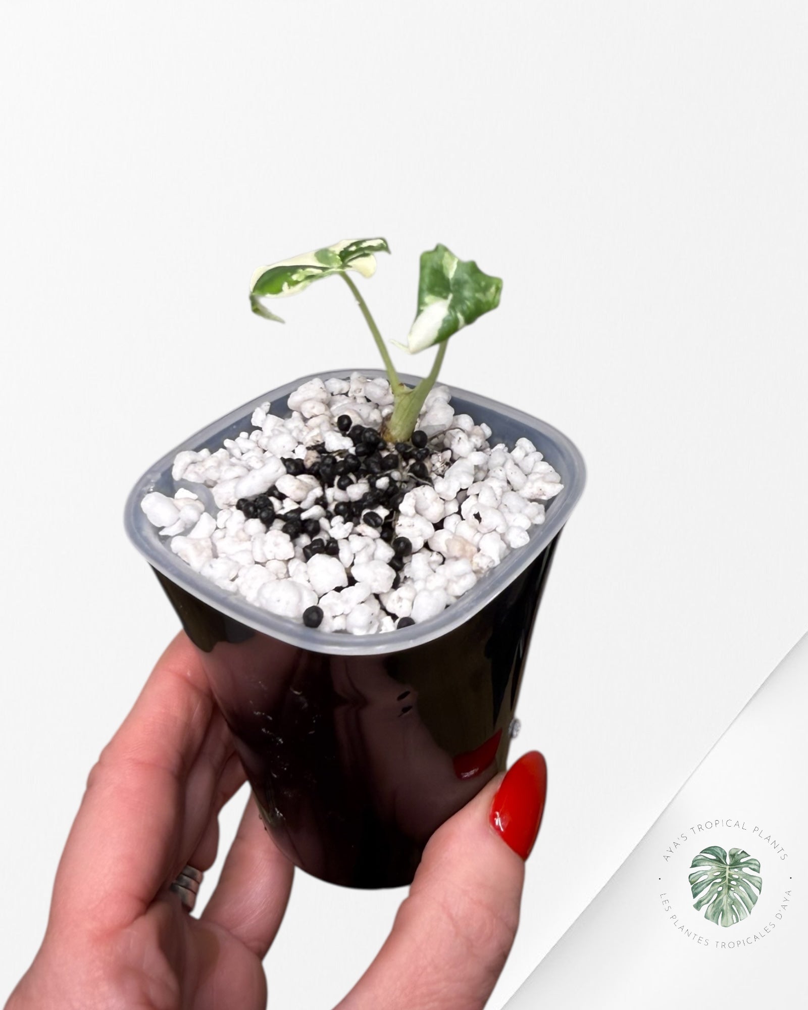 Alocasia Melo Albo Variegated