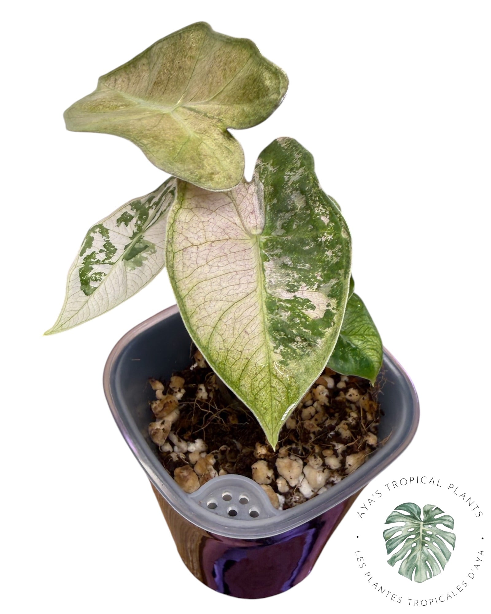 Alocasia Pseudo Sanderiana Rose