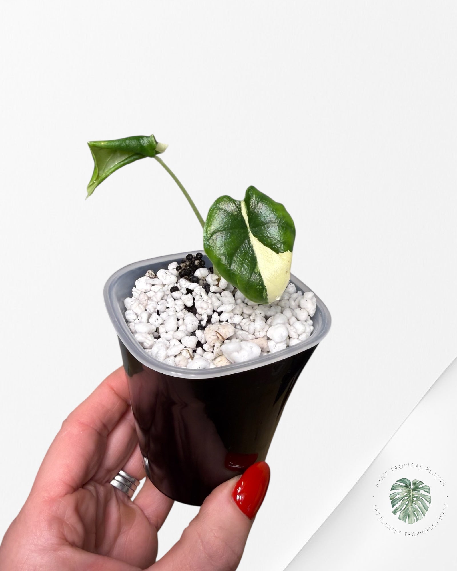 Alocasia Melo Albo Variegated