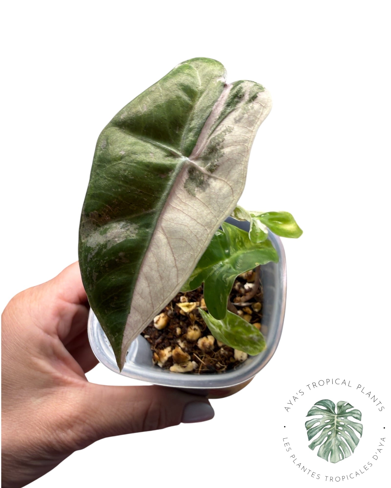 Alocasia Pseudo Sanderiana Rose