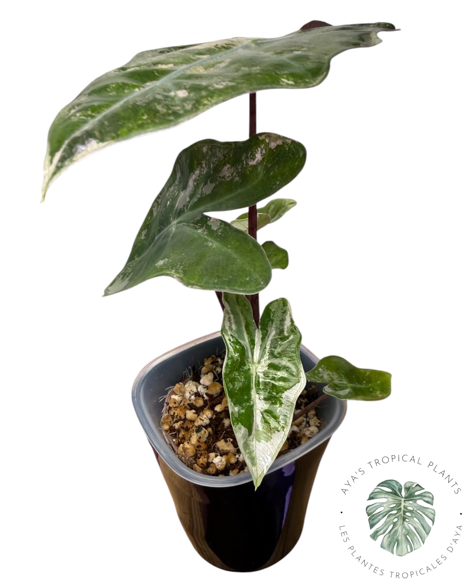 Alocasia Pseudo Sanderiana Pink