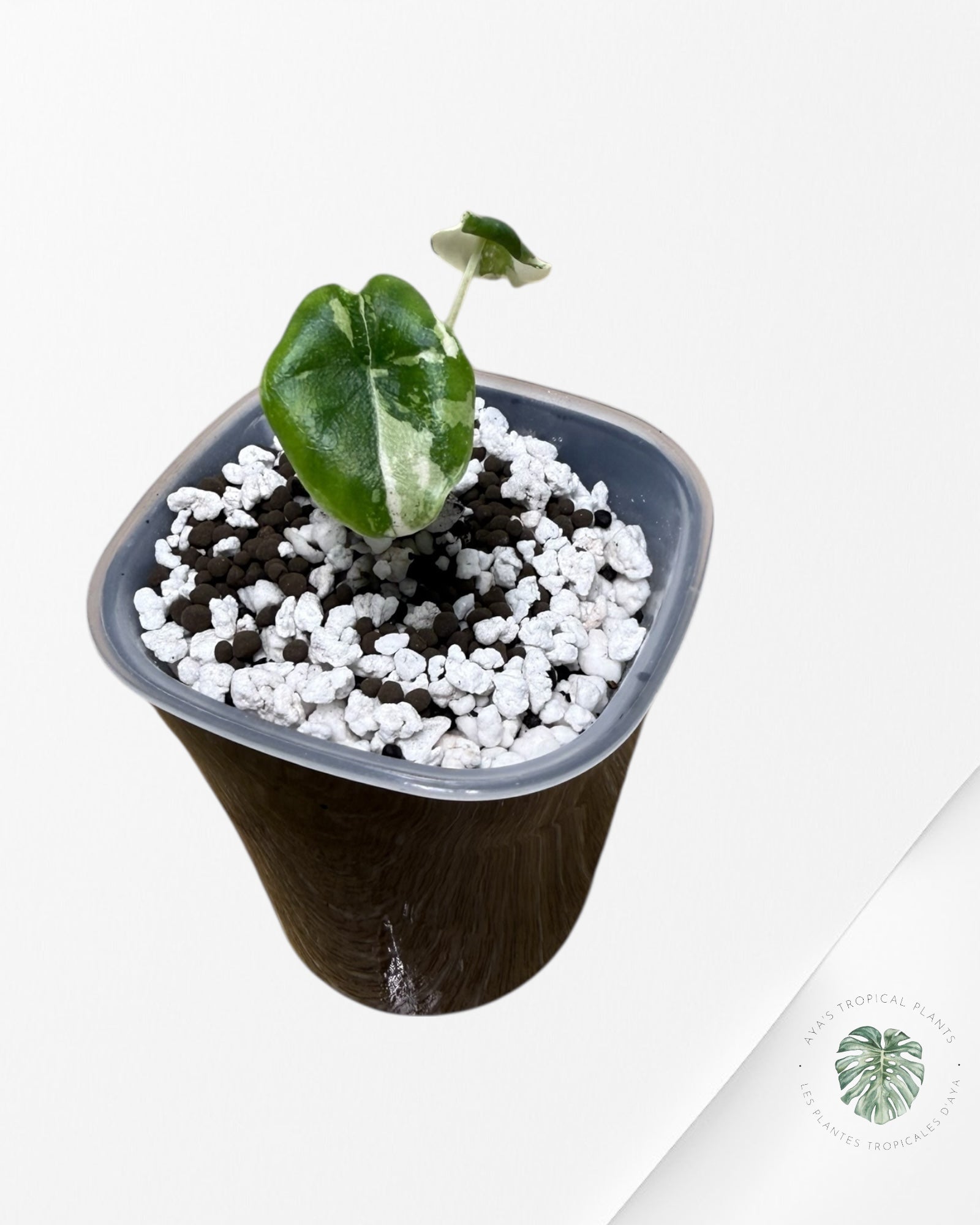 Alocasia Melo Albo Variegated