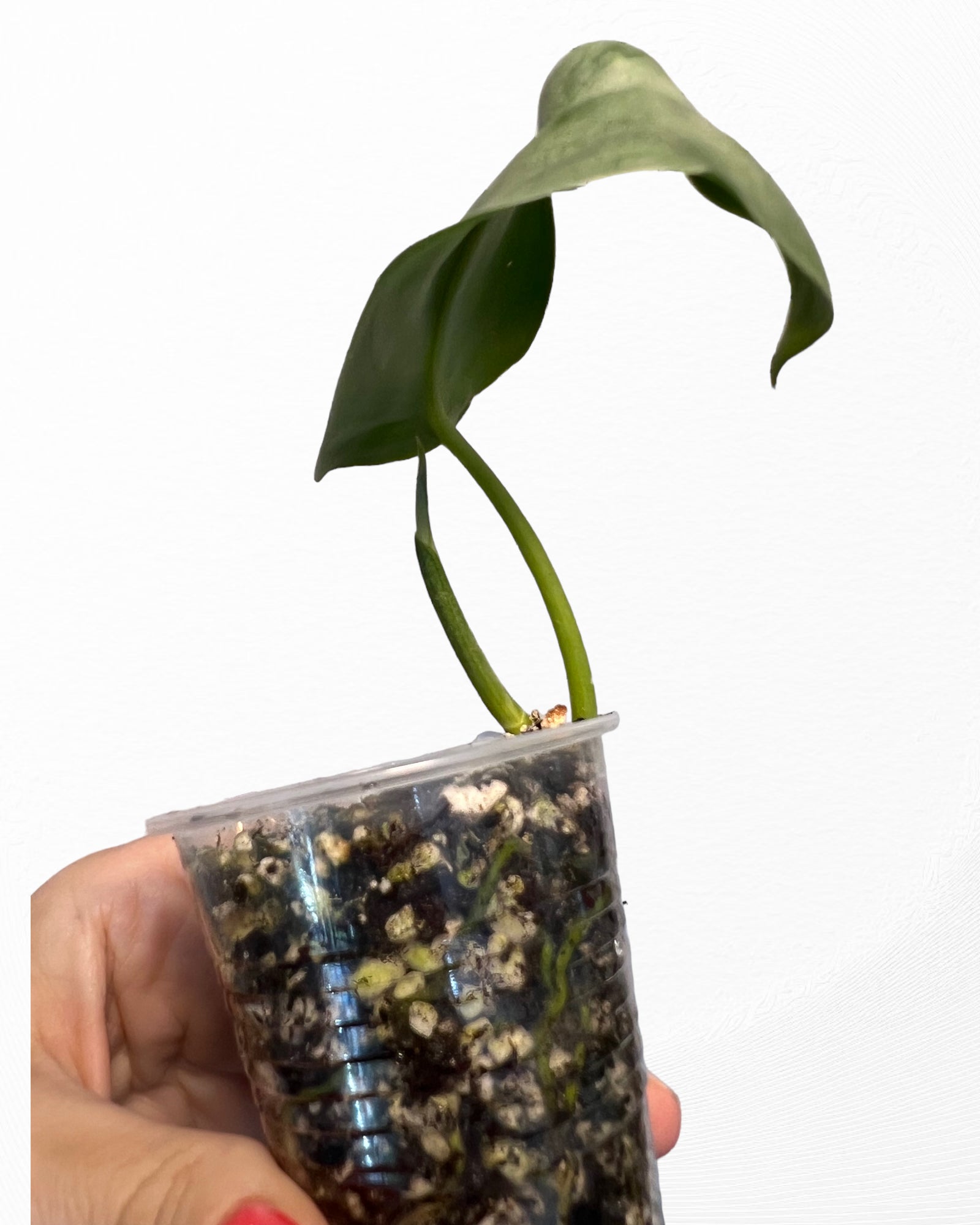 Scindapsus Silver Hero