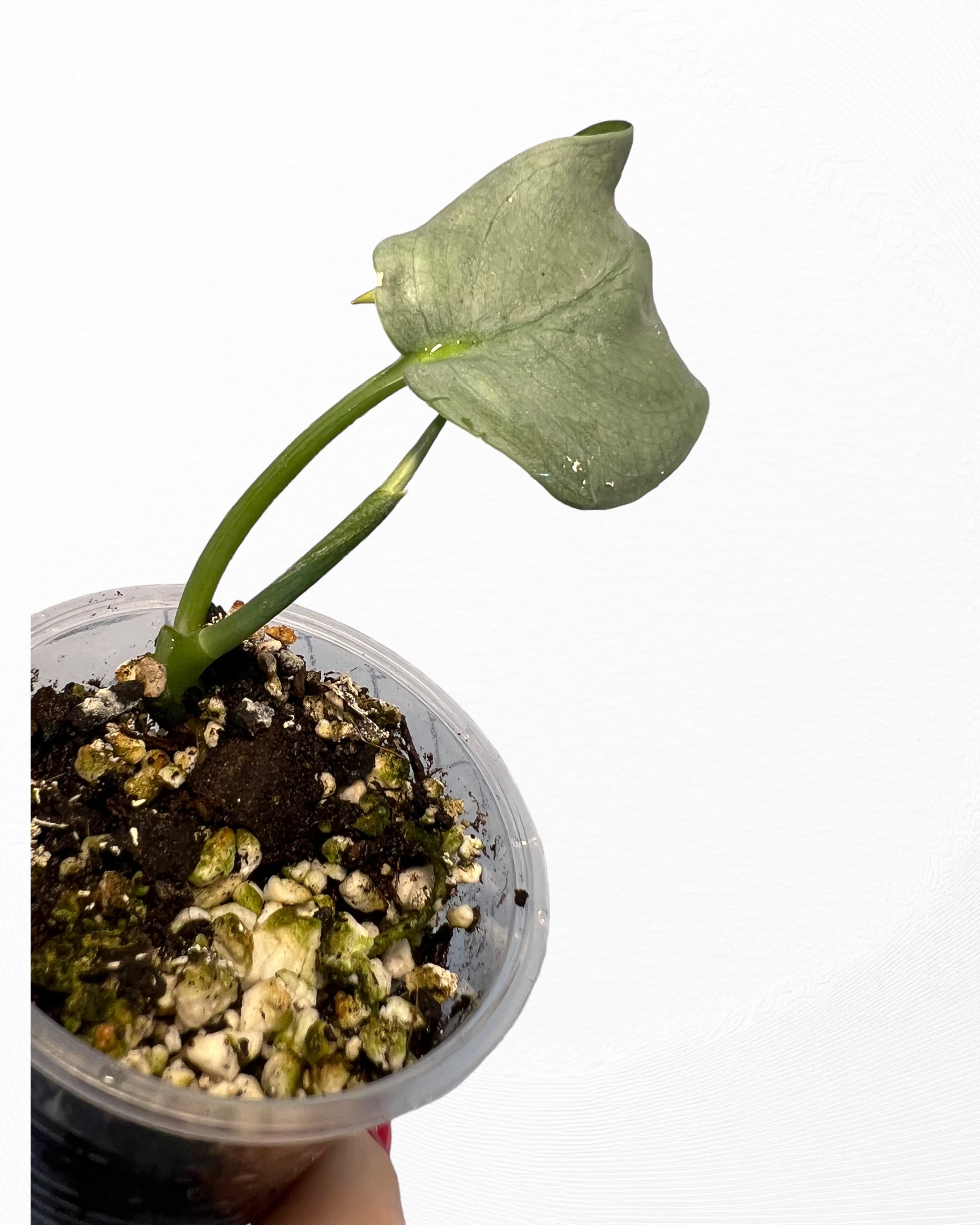 Scindapsus Silver Hero