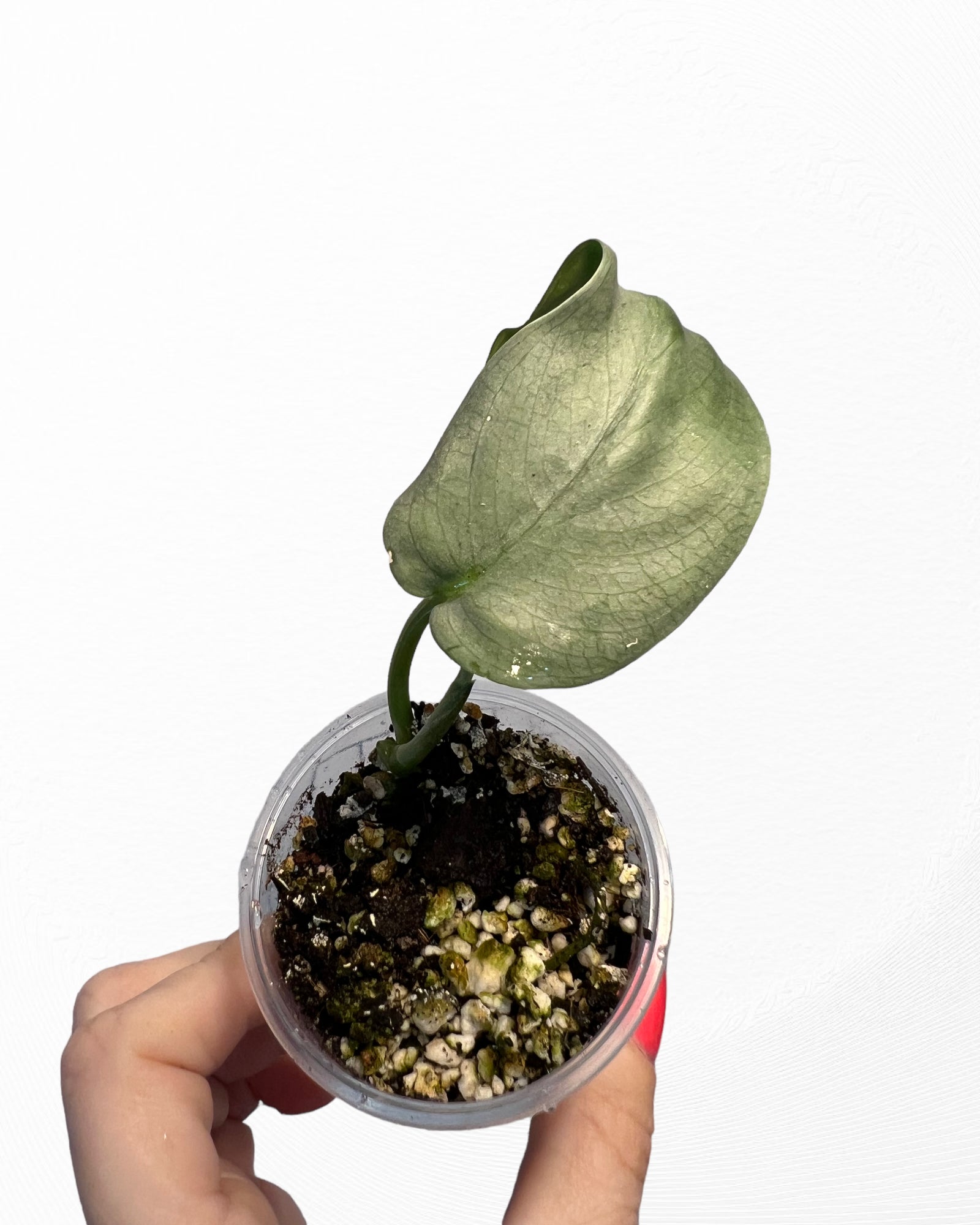 Scindapsus Silver Hero