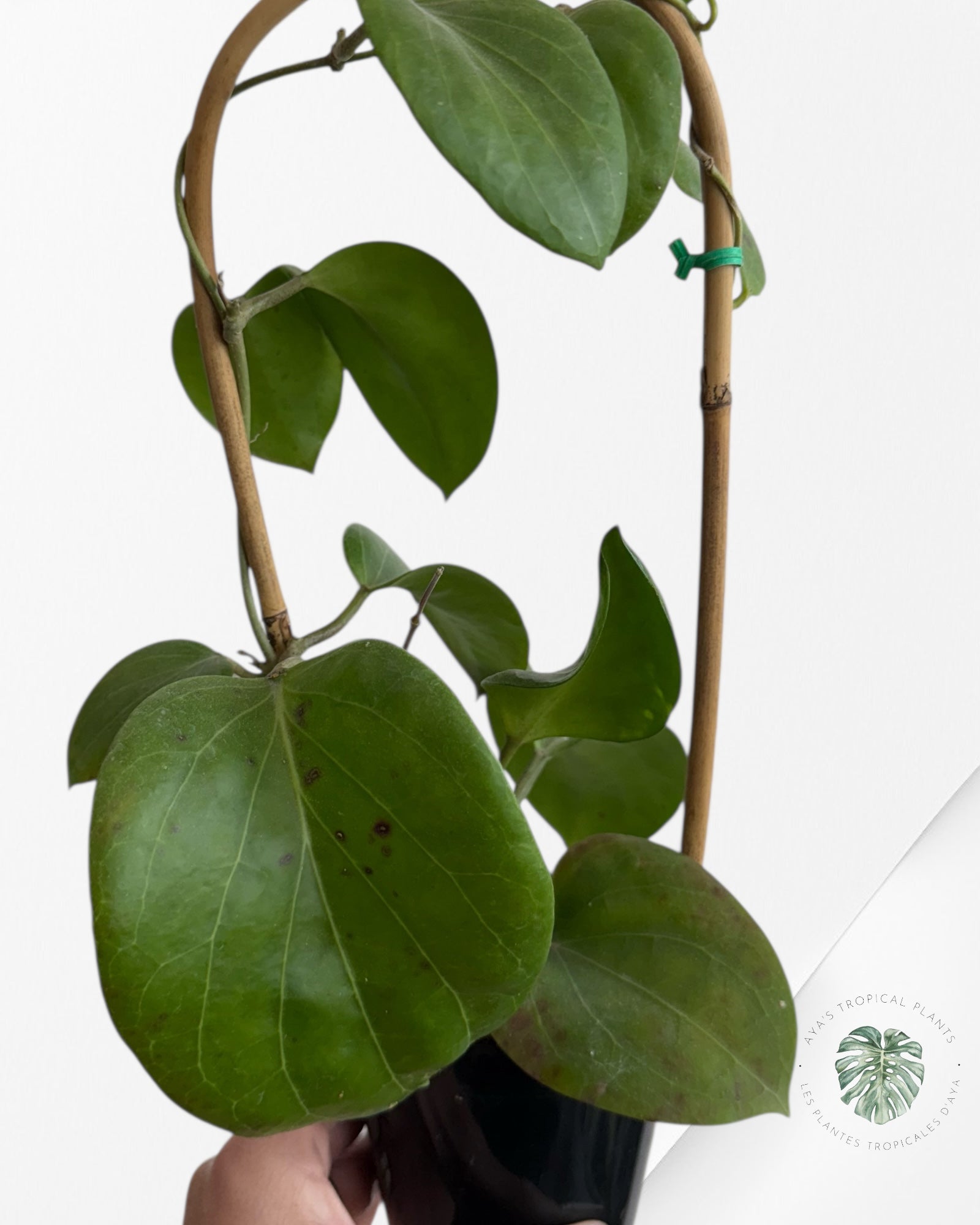Hoya Cominsii - F40