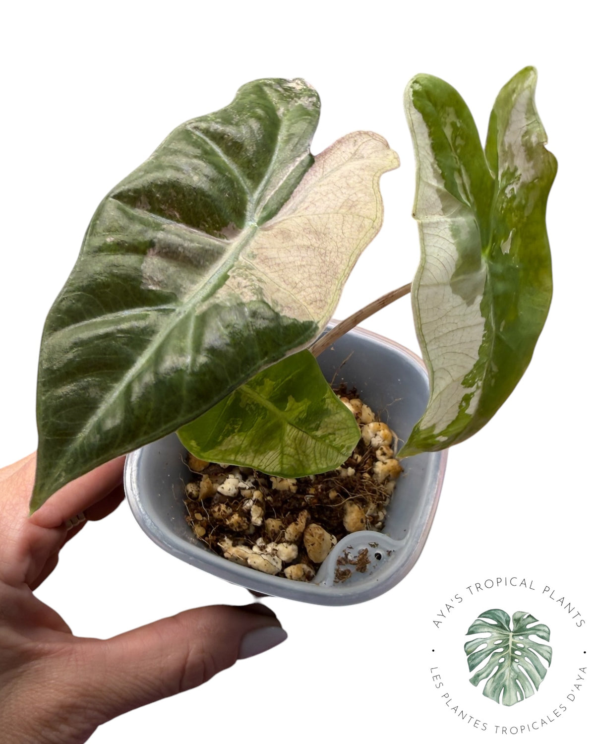 Alocasia Pseudo Sanderiana Pink