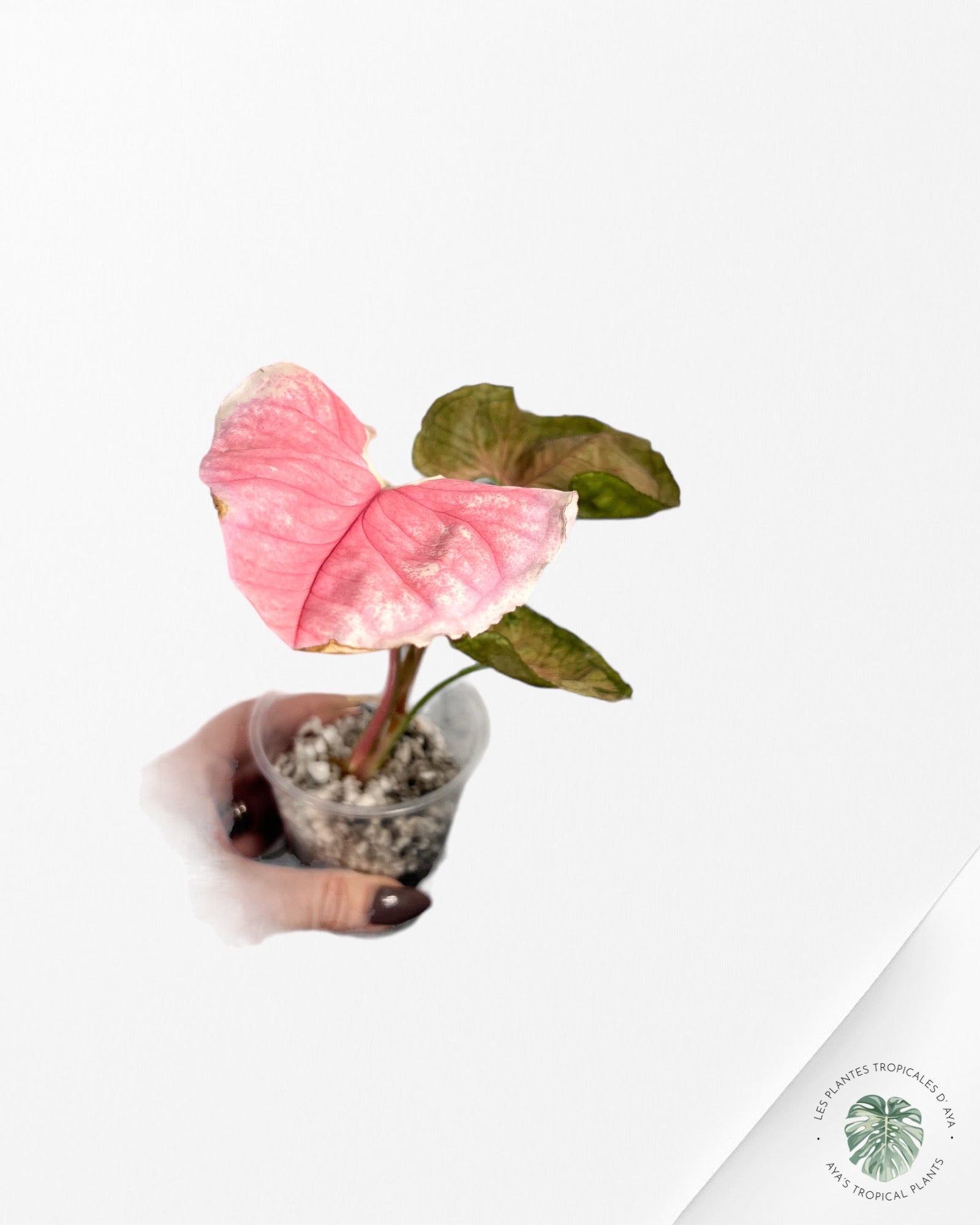 Scindapsus SILVER CLOUD Variagated-C
