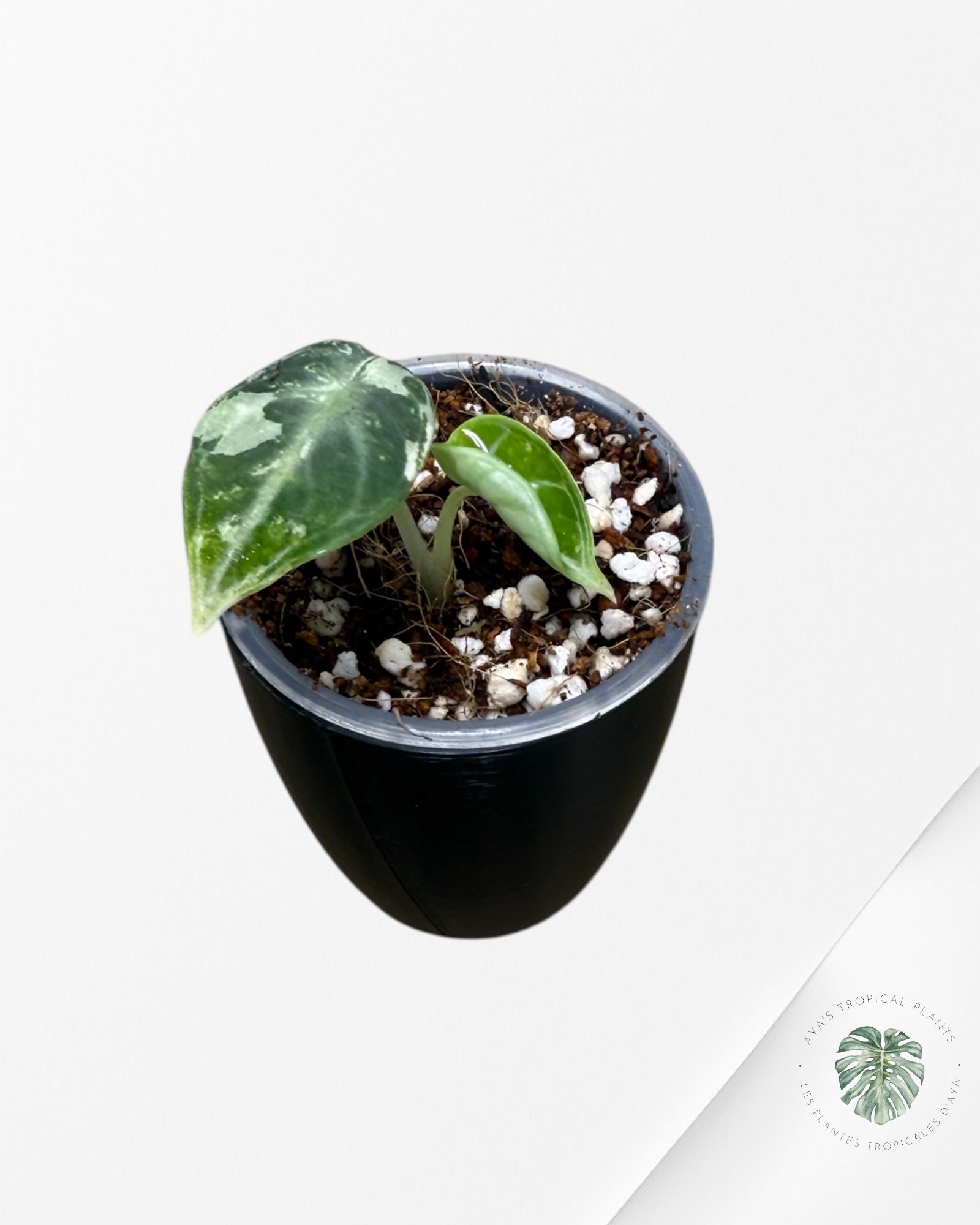 Alocasia Ninja Albo Variegated