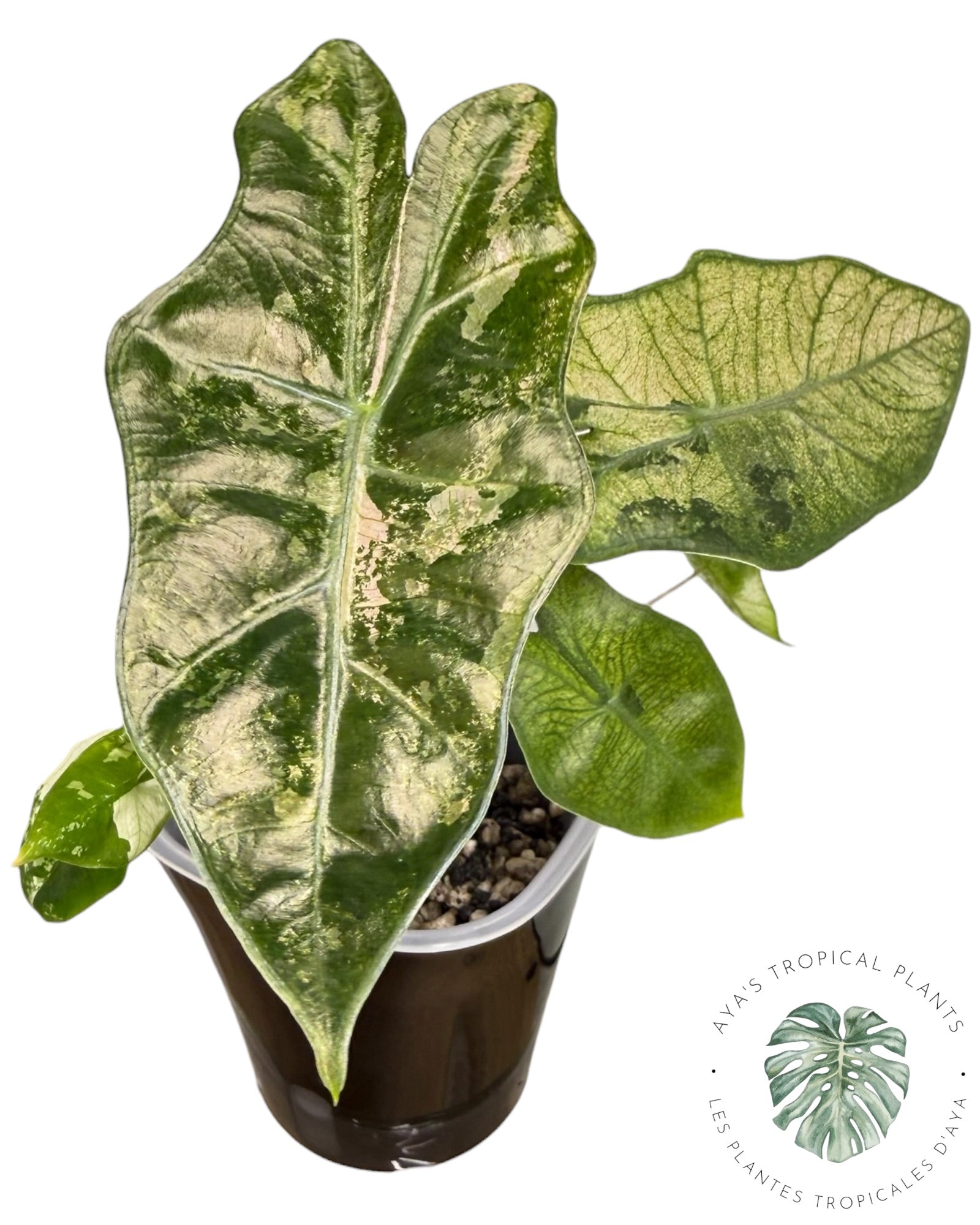 Alocasia Pseudo-Sanderiana Pink Variegated