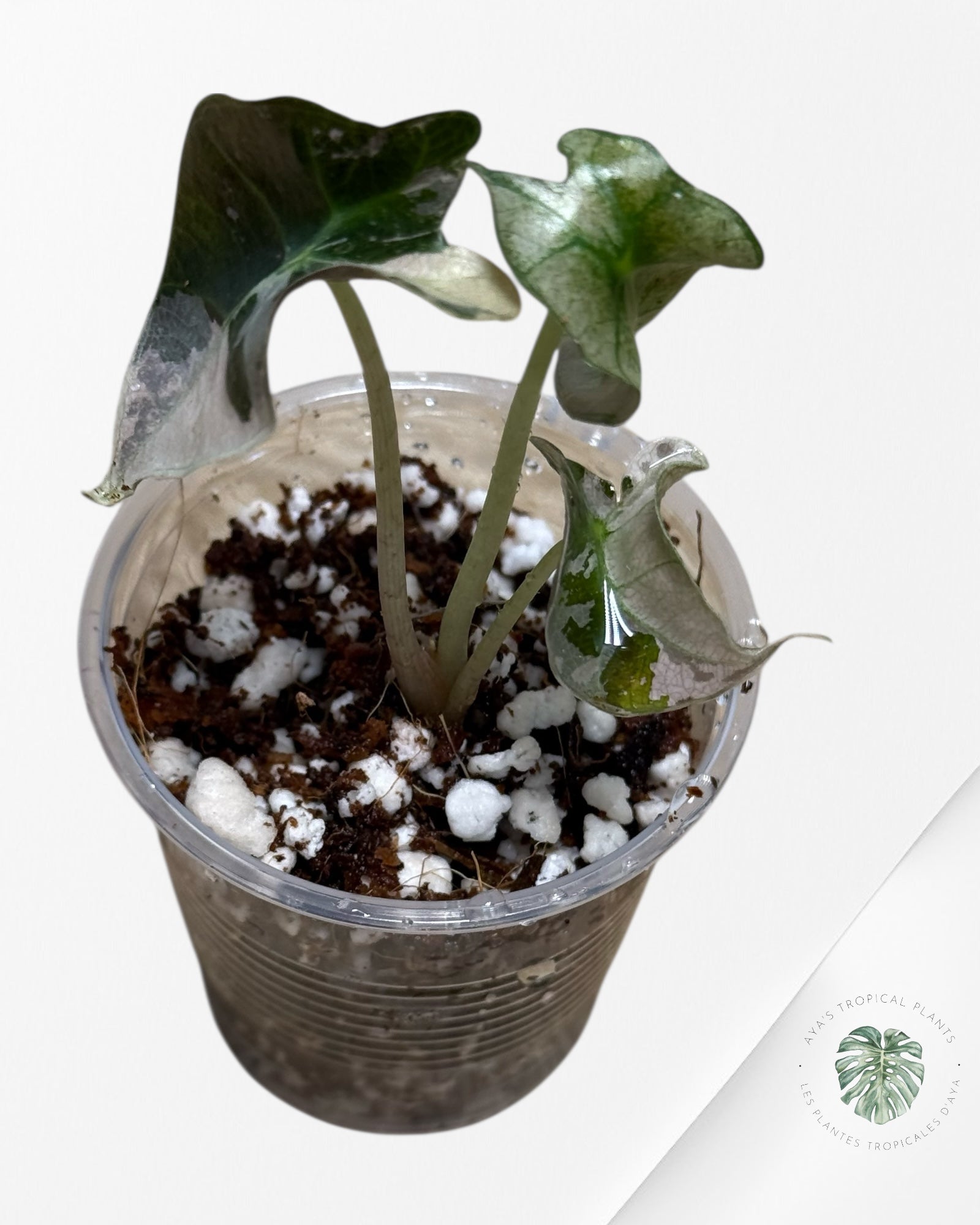 Alocasia Polly Variegated Pink| Rare TC Plant| Aya's Tropical Plants