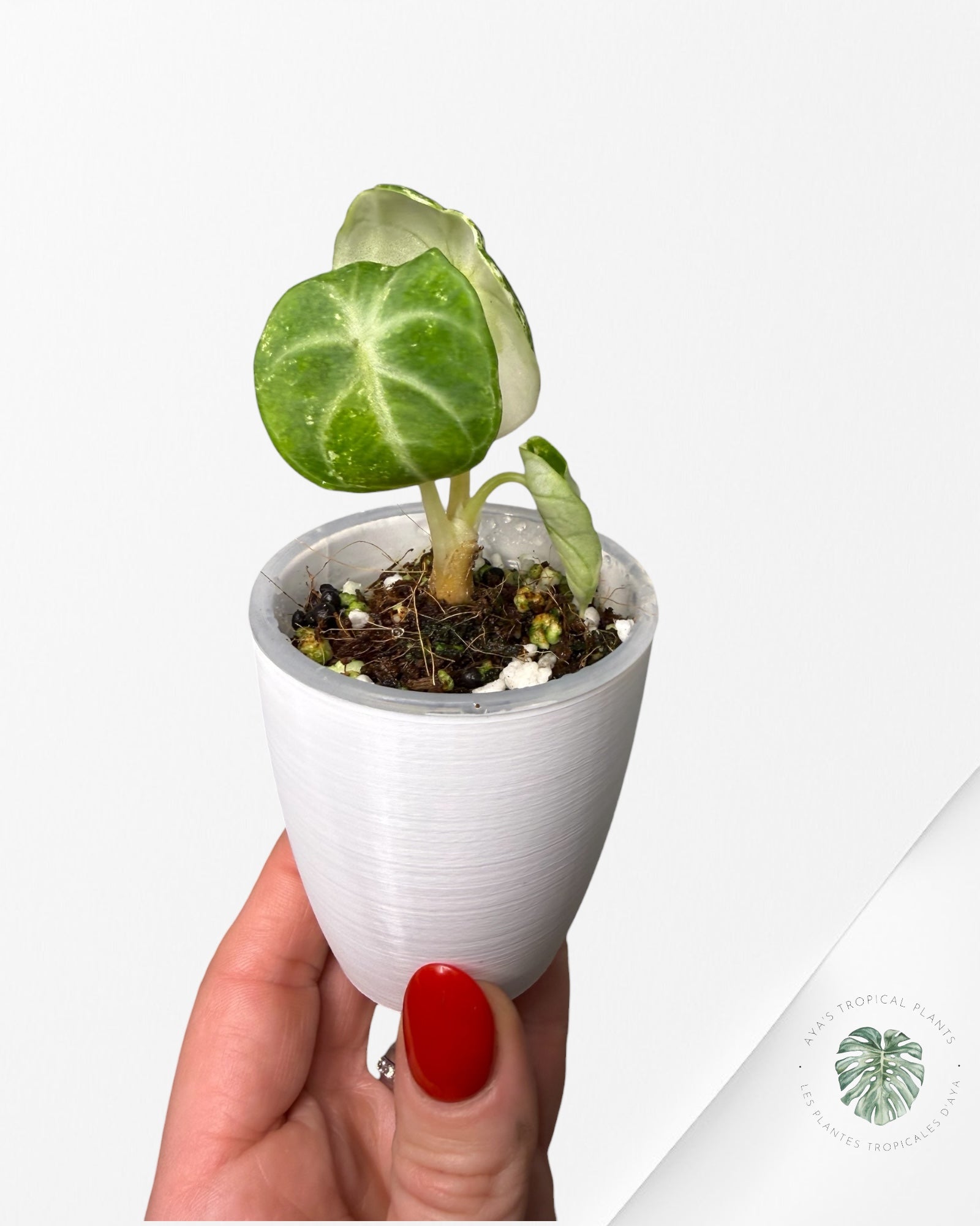 Alocasia Ninja Albo Variegated