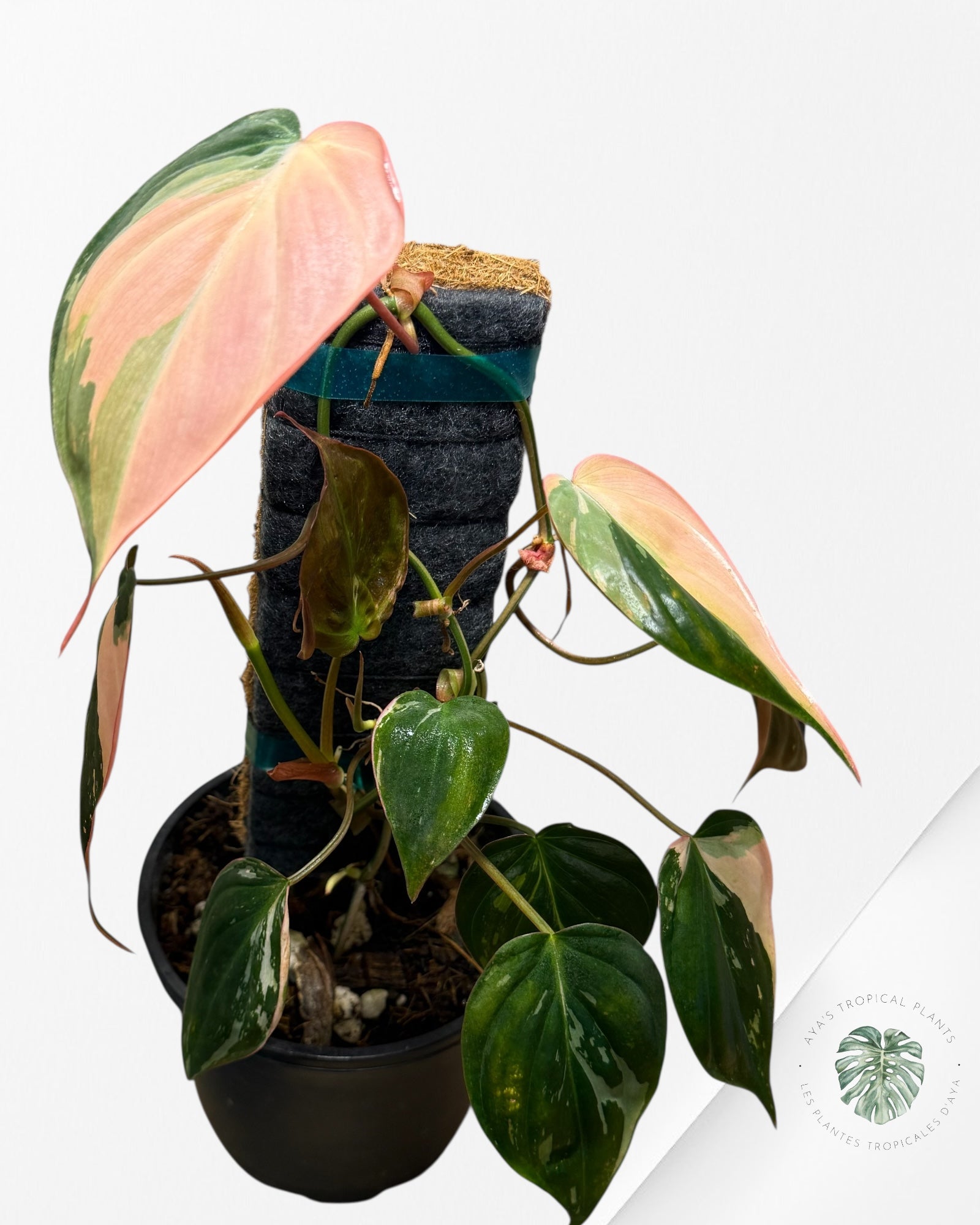 Philodendron Pink Micans variegated - F1