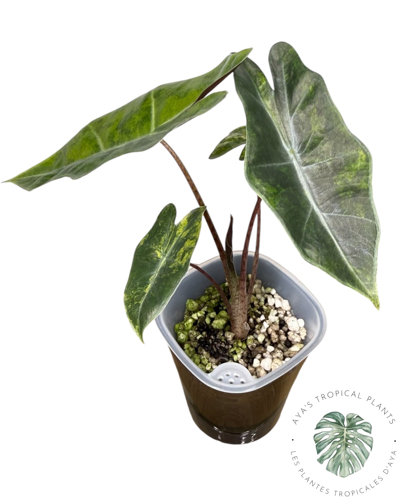 Alocasia Pseudo-Sanderiana Aurea Variegated