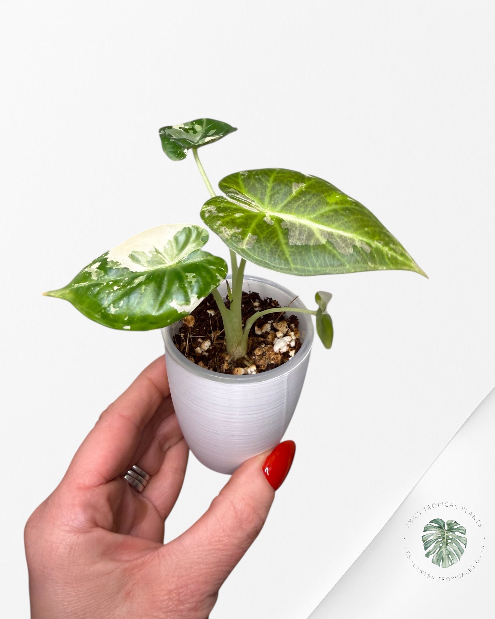 Alocasia Regal Shield Albo panachée | Plante rare cultivée en culture trans | Plantes tropicales d'Aya