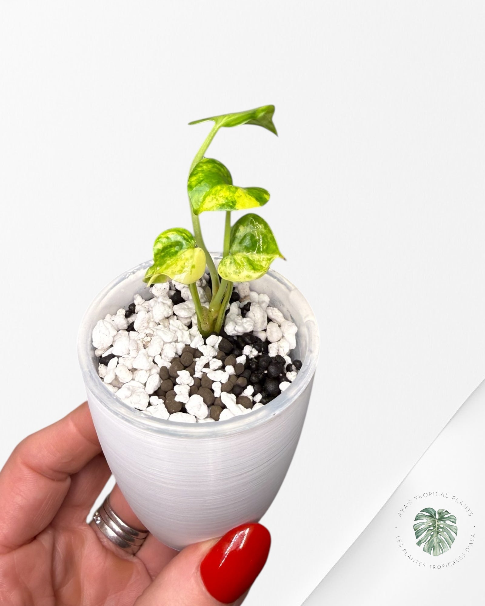 Anthurium Clarinervium Aurea panaché