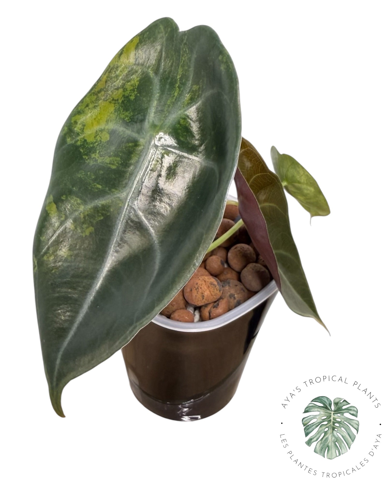 Alocasia suhirmaniana Aurea