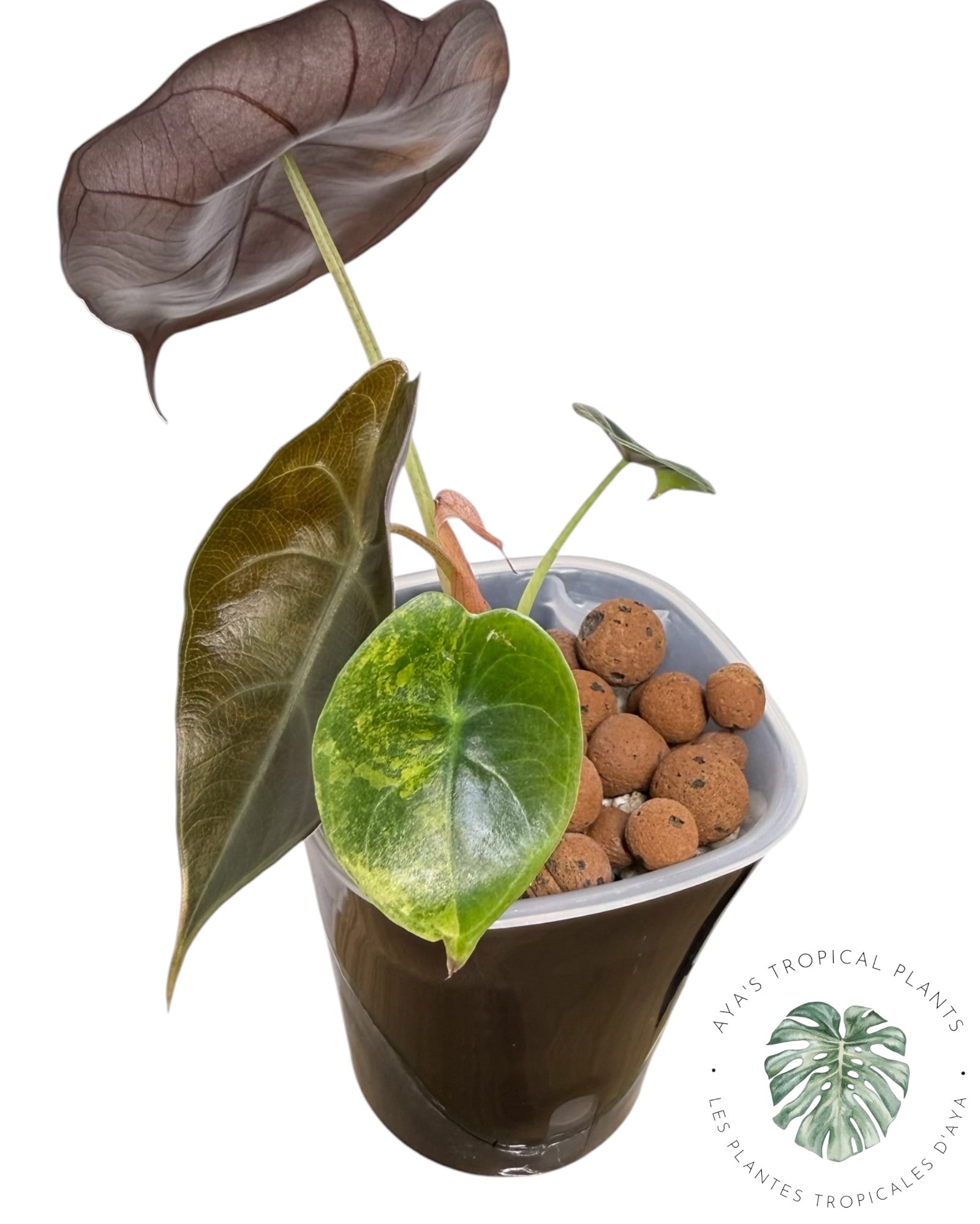 Alocasia suhirmaniana Aurea