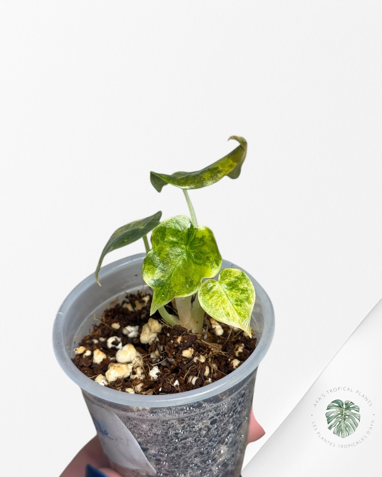 Alocasia Cuprea Golden Latte variegated - 02