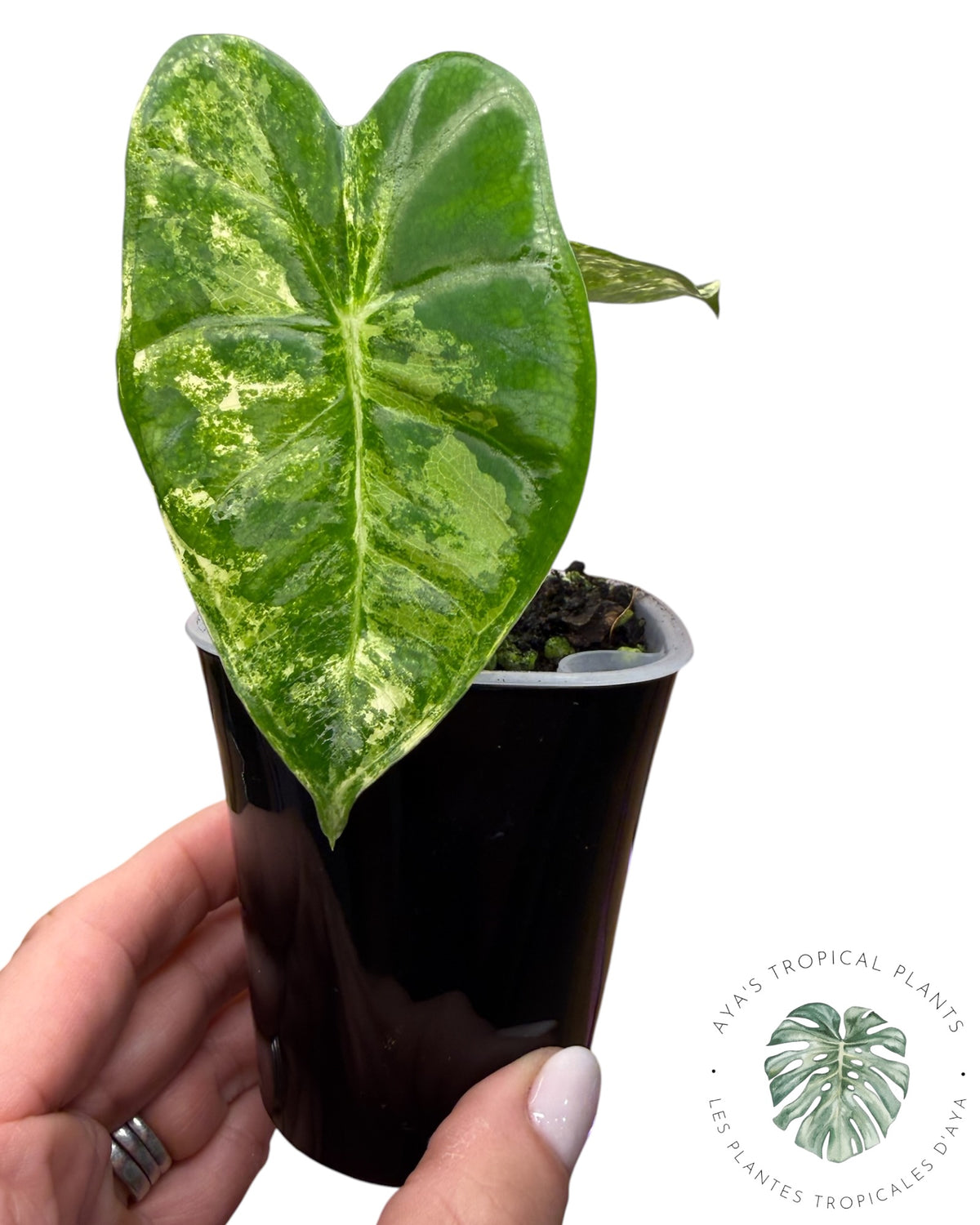 Alocasia Frydek Aurea Panaché
