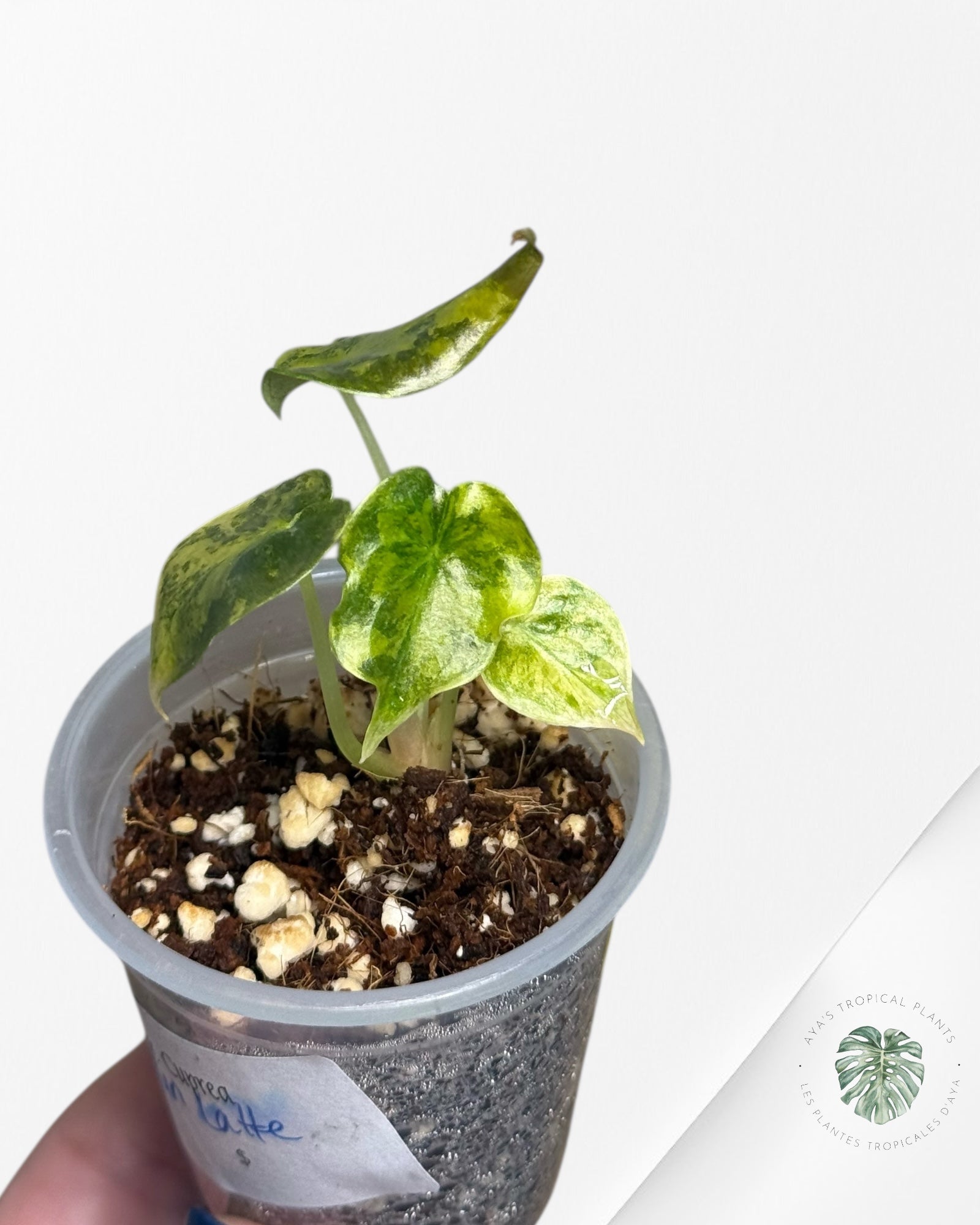 Alocasia Cuprea Golden Latte variegated - 02