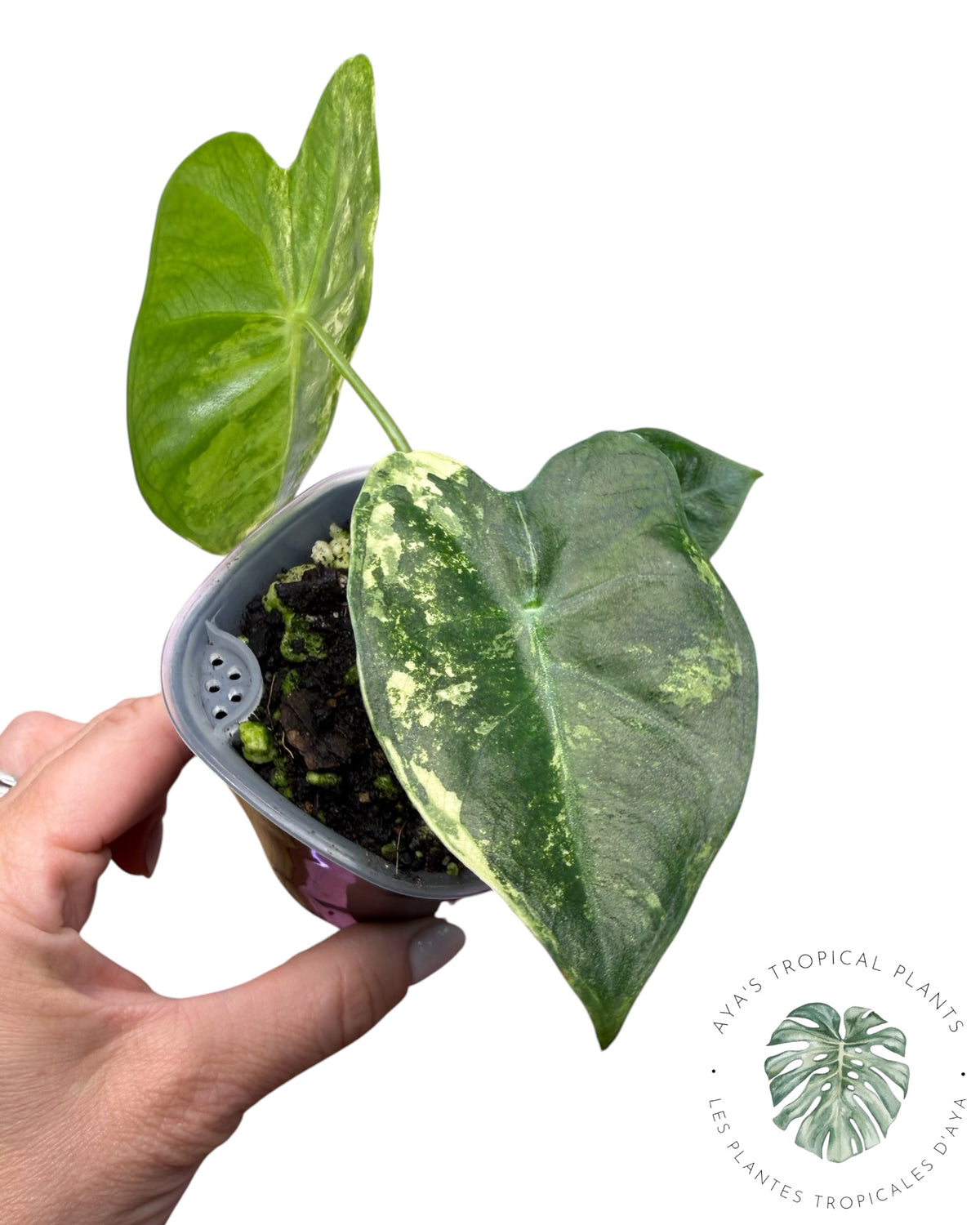Alocasia Frydek Aurea Panaché