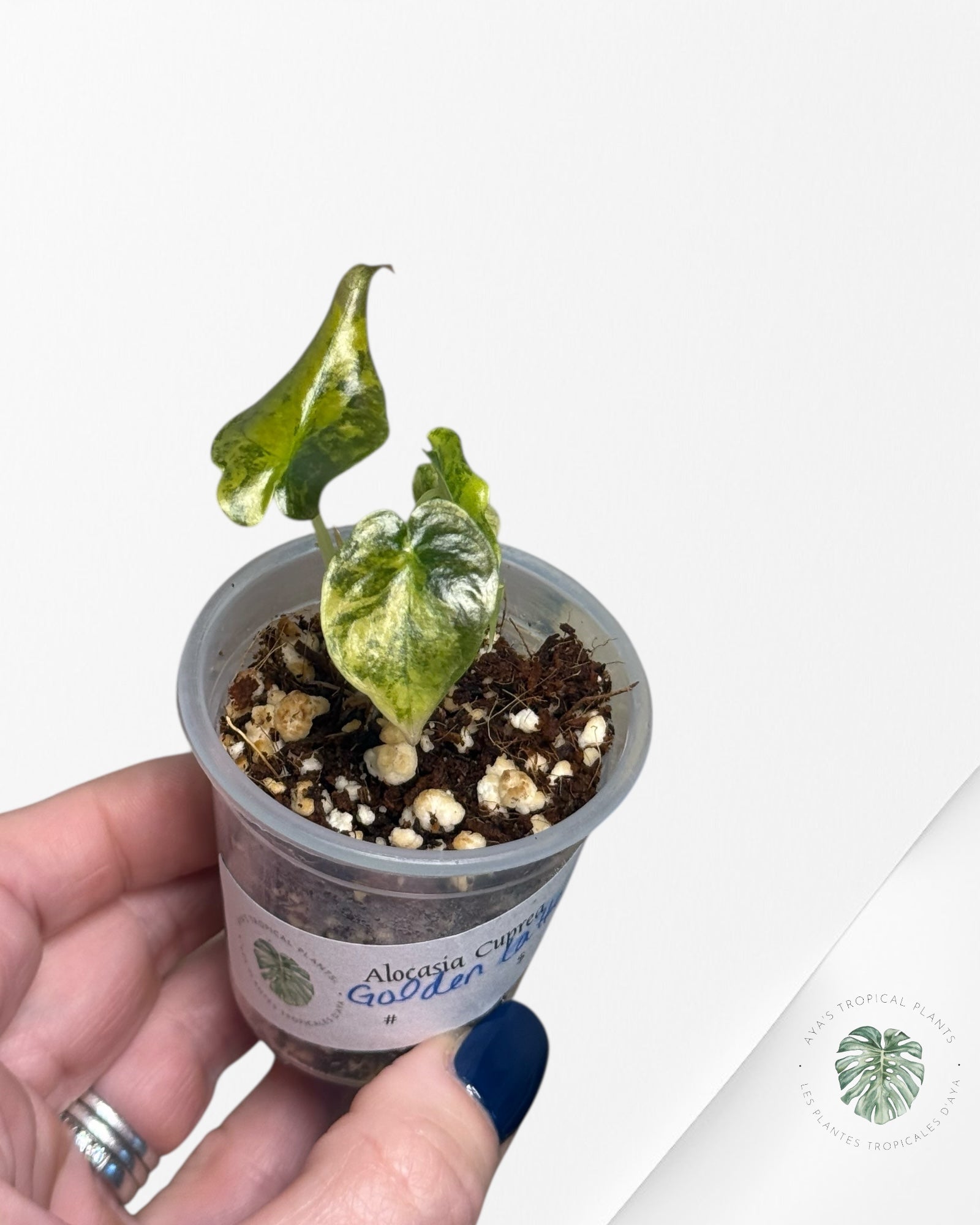 Alocasia Cuprea Golden Latte variegated - 02