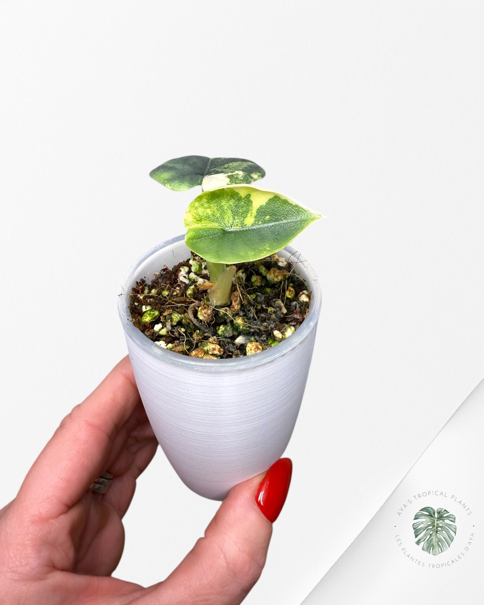 Alocasia Melo Aurea Variegated