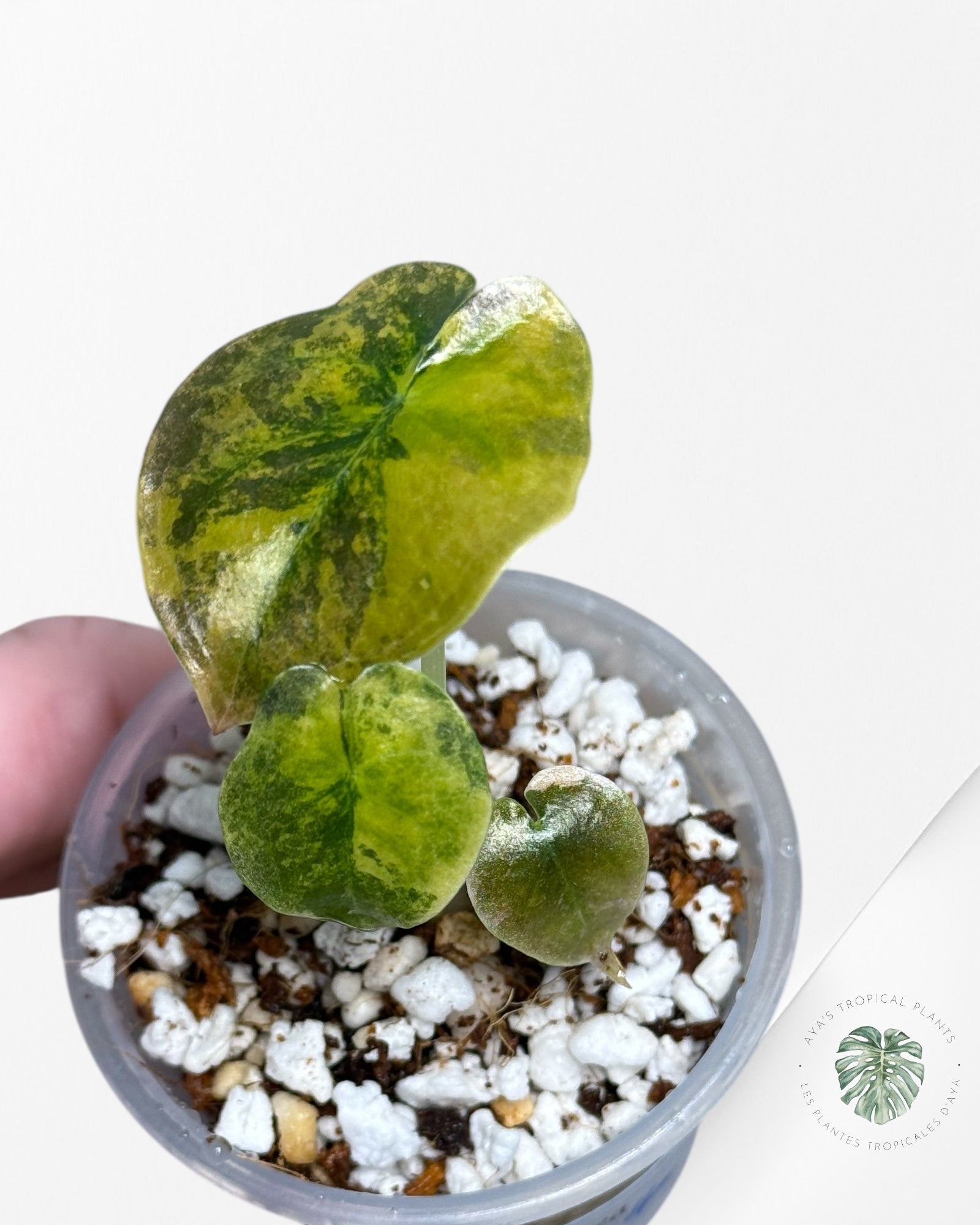 Alocasia Cuprea Golden Latte Variegated | Rare TC Plant| Aya's Tropical Plants