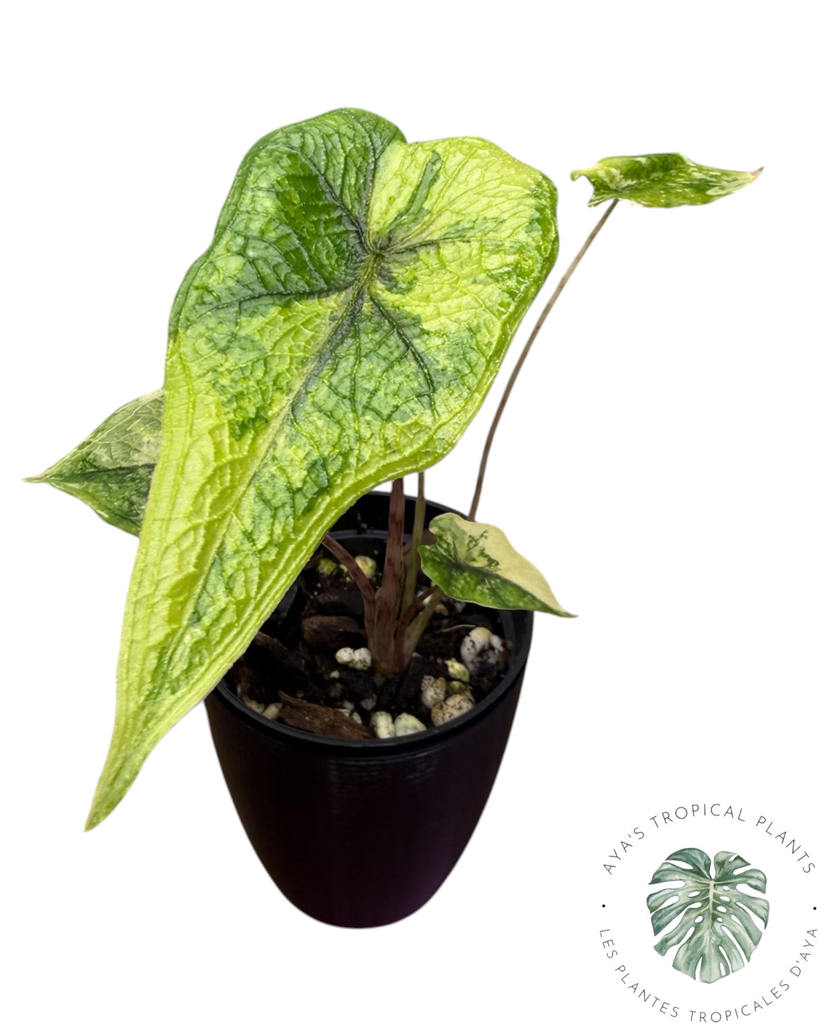 Alocasia Jacklyn Mystic variegated