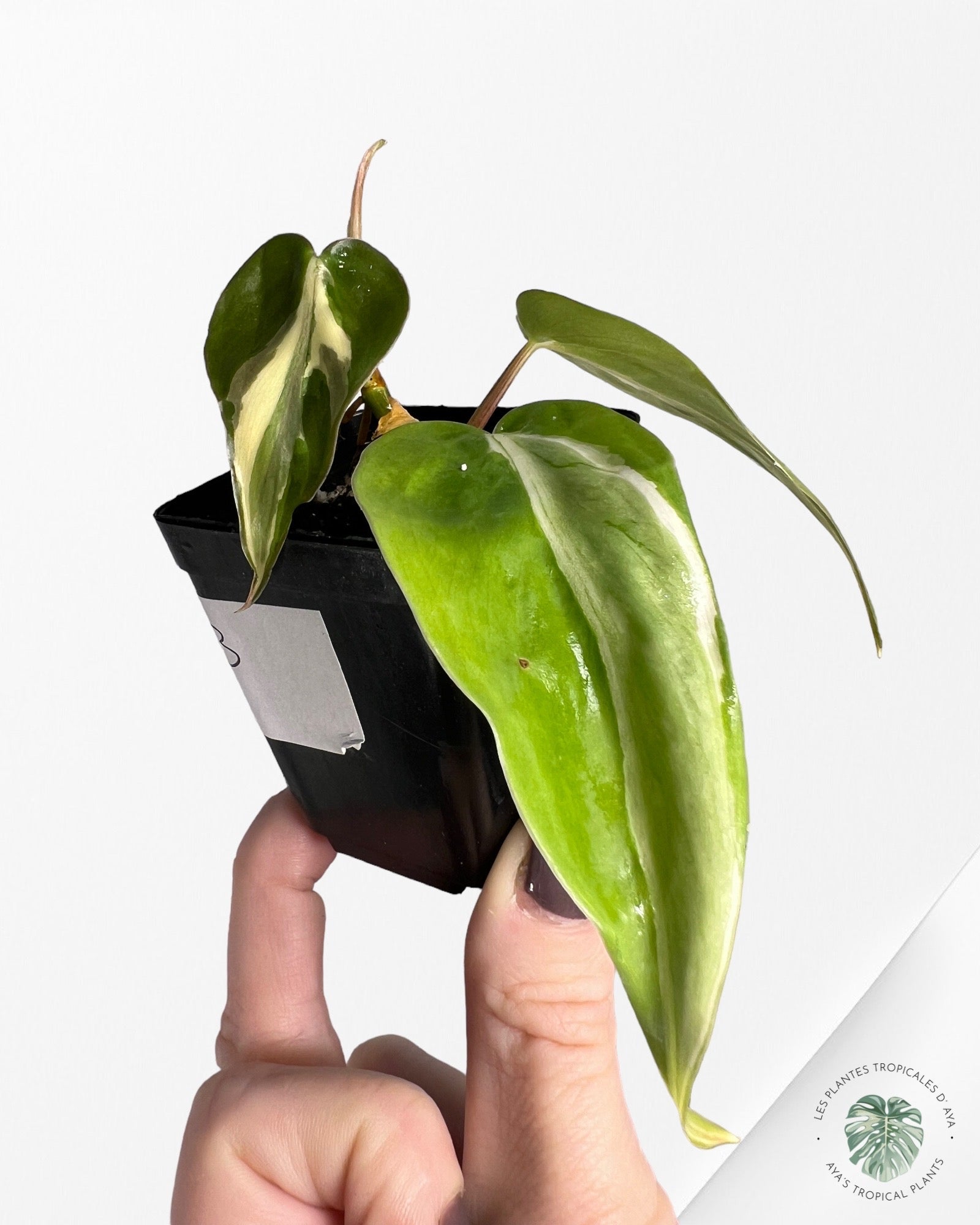 Philodendron Hederaceum 'Rio'-100